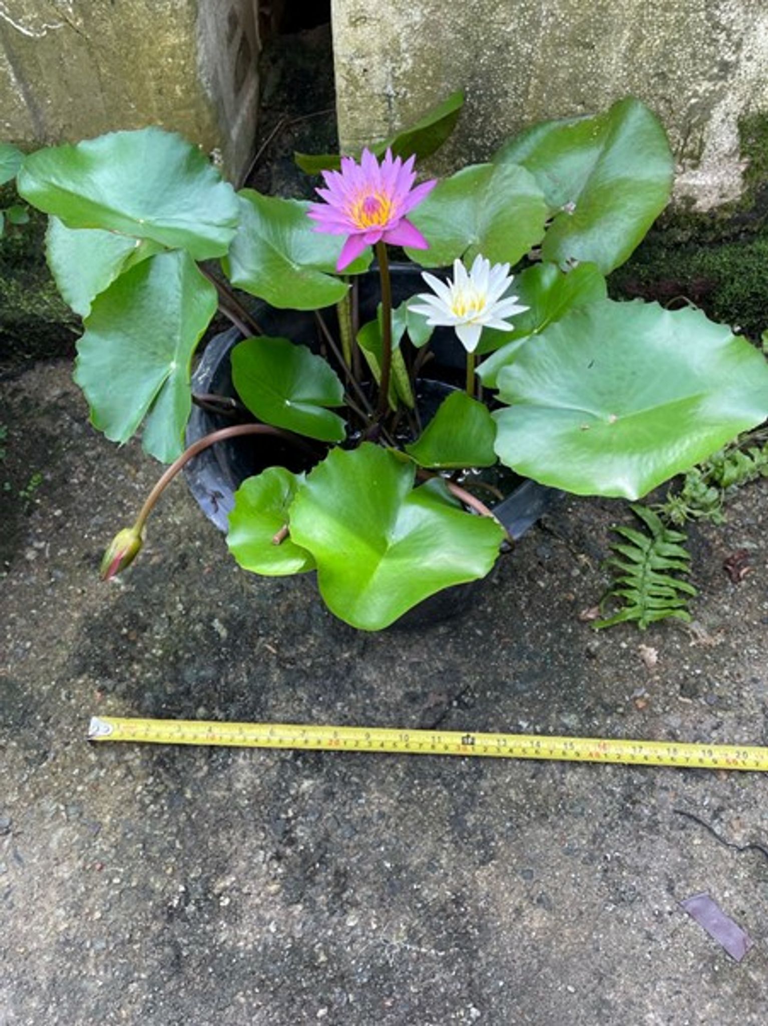 Water Lily
