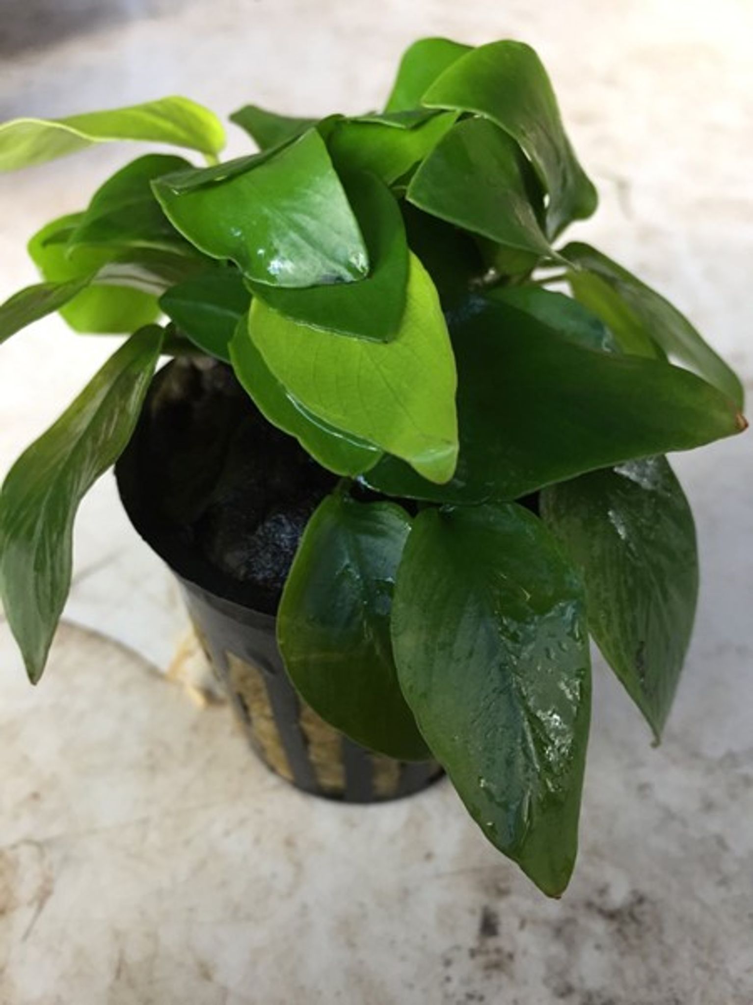 Anubias Nana
