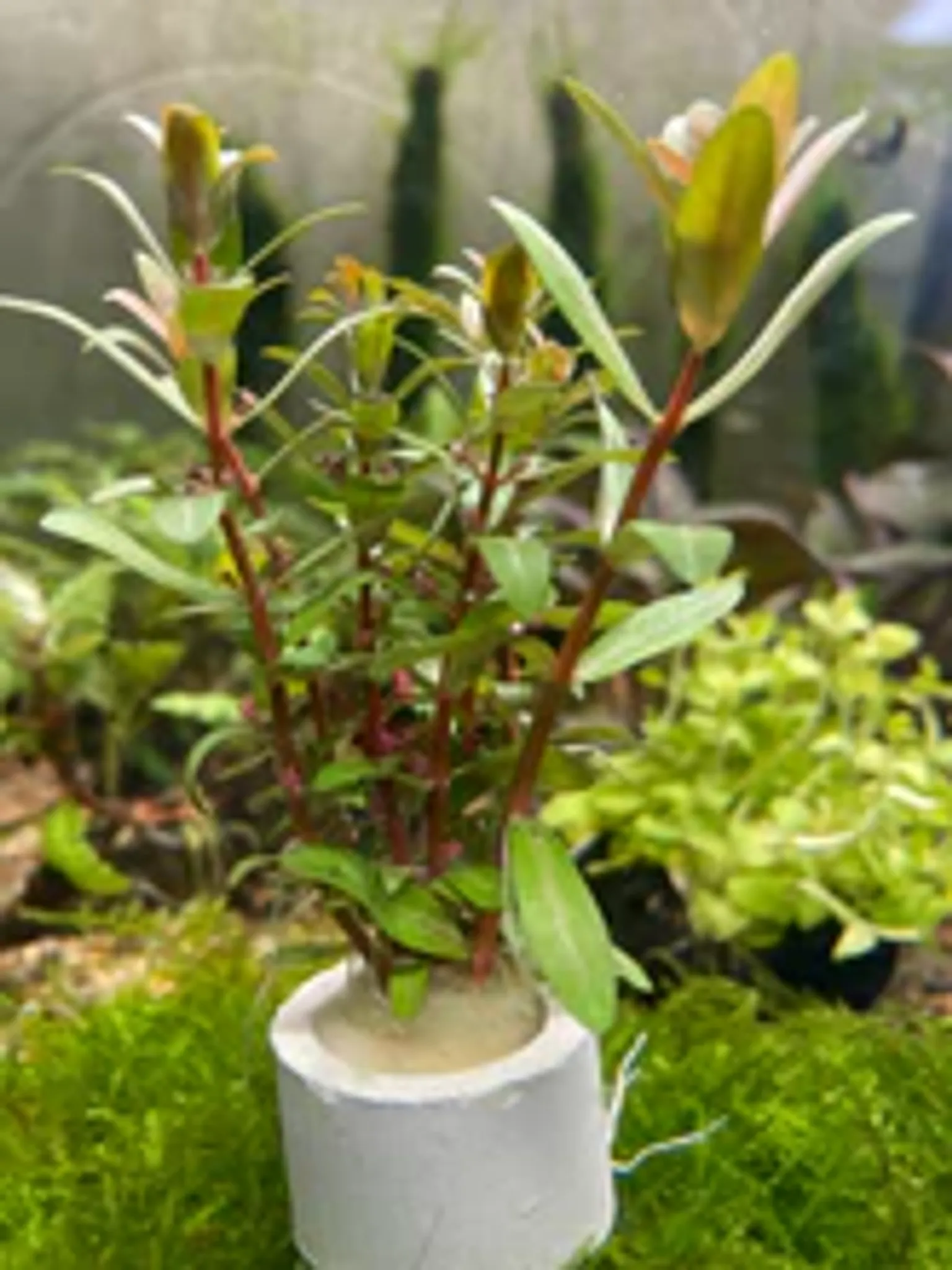 Ammannia Pedicellata Golden
