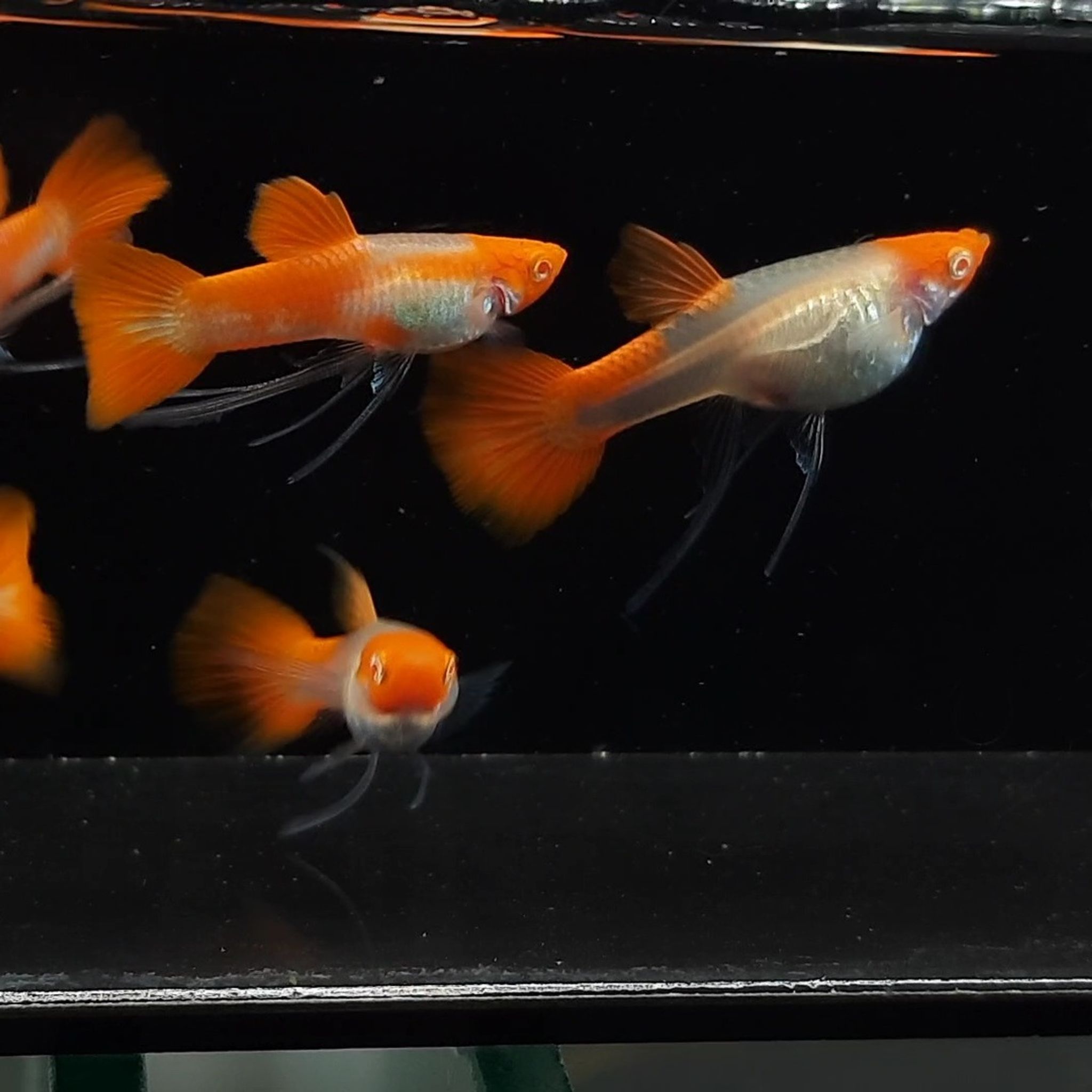 Albino Koi Ribbon