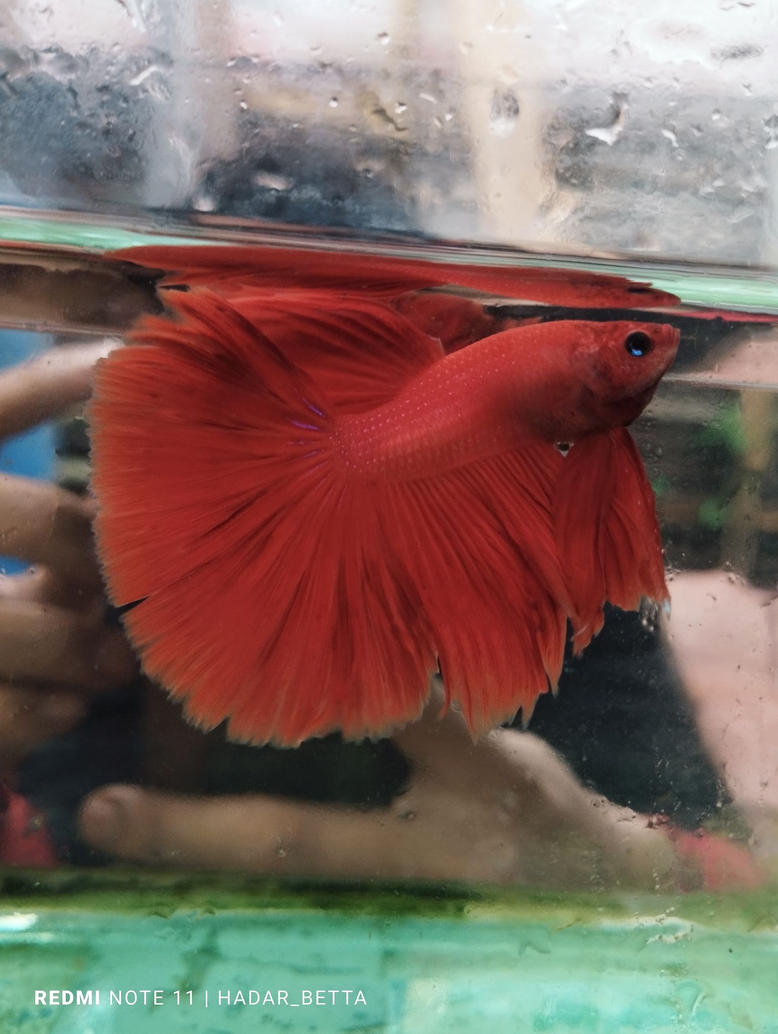 Halfmoon
