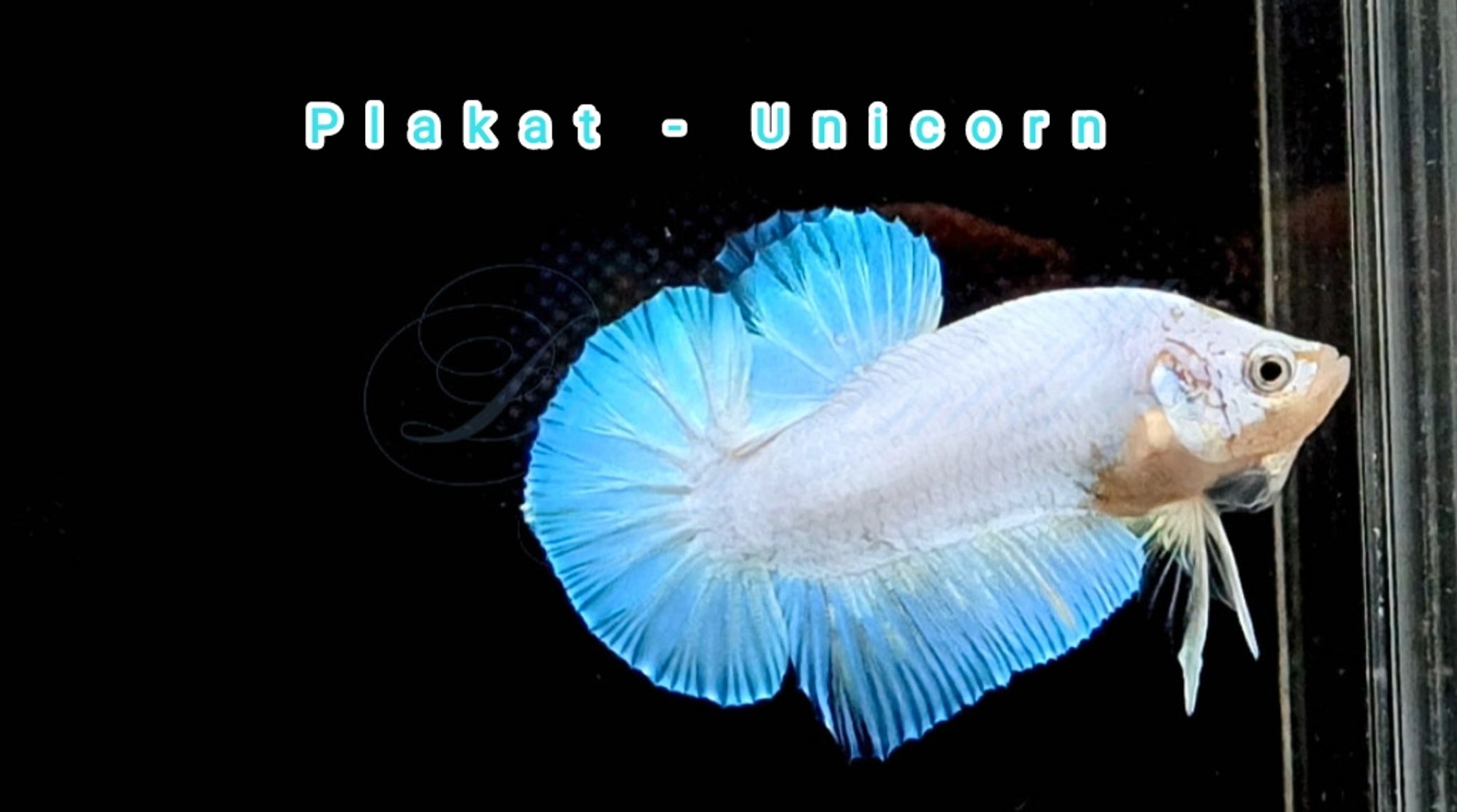 HMPK Unicorn