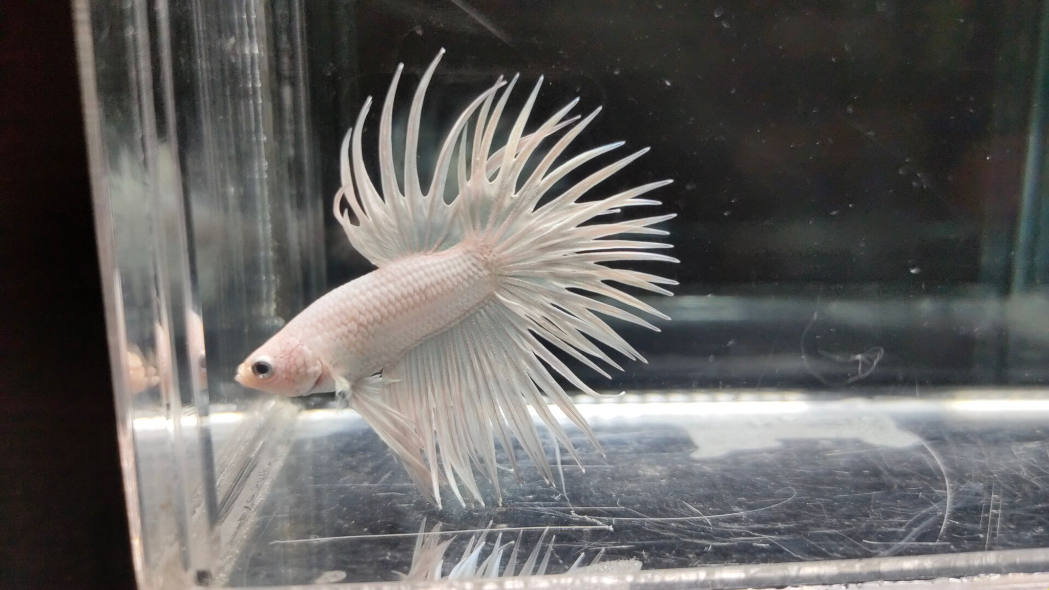 Crowntail White Platinum 02
