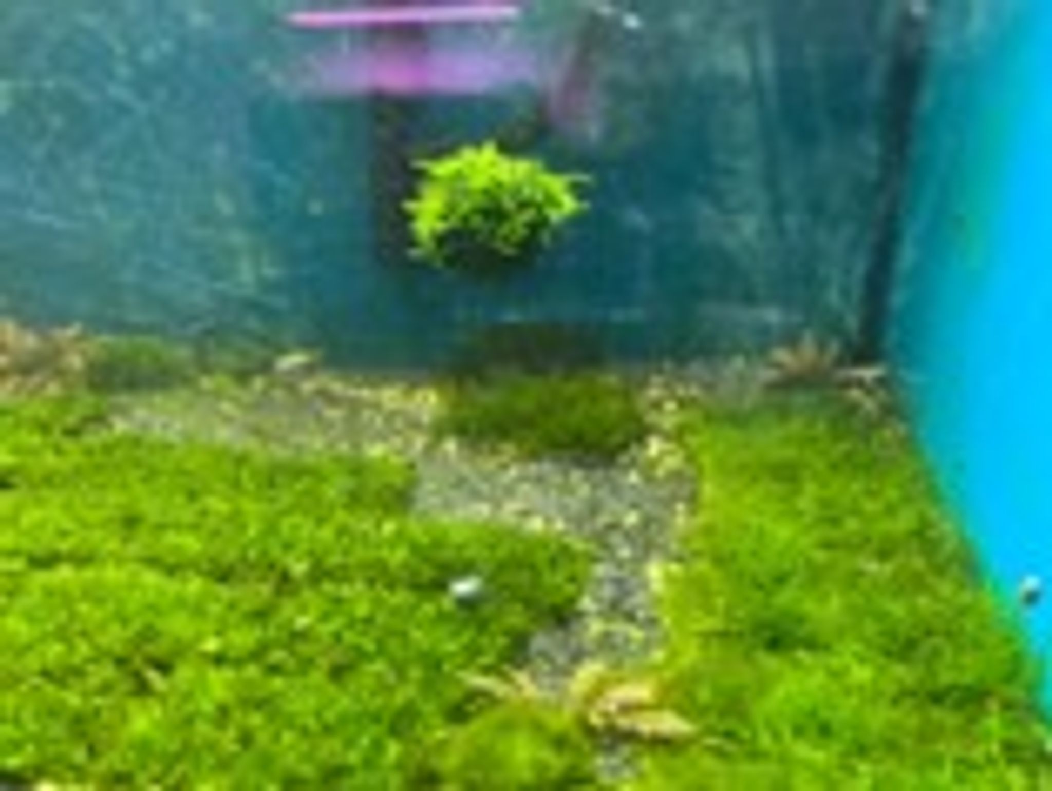 Floating Christmas Moss