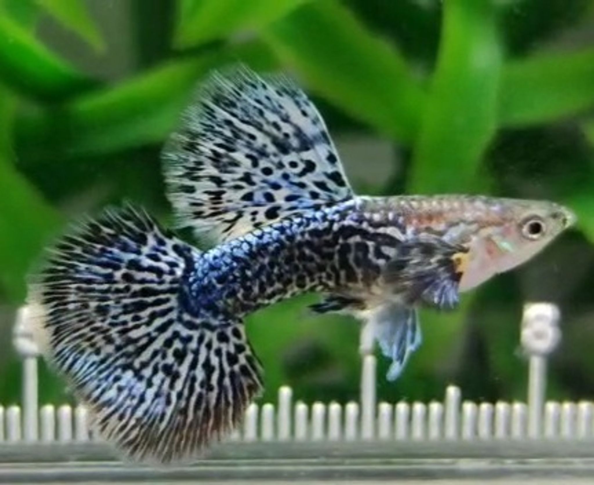 Guppy Blue Dragon