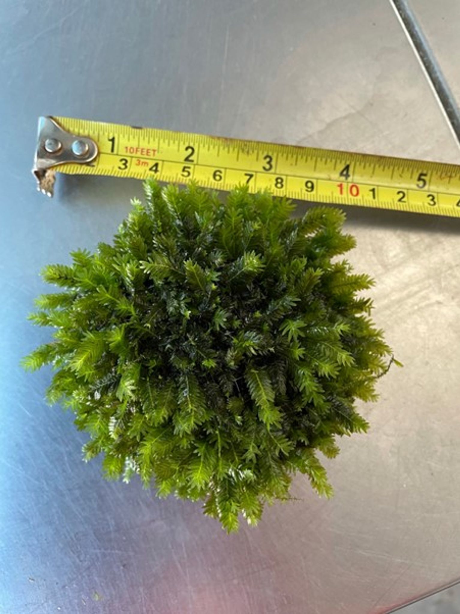 Thai Fissidens