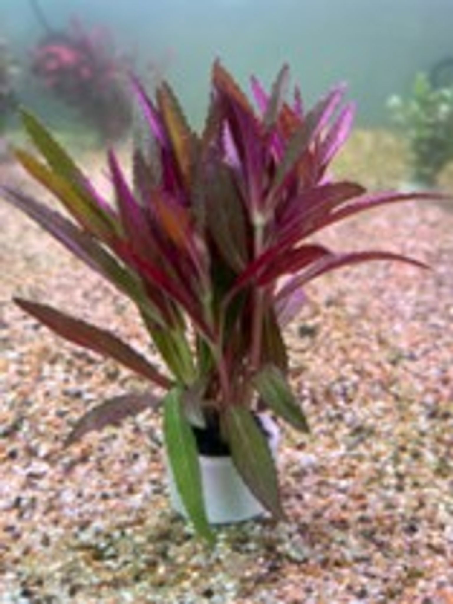 Limnophila Hippuridoides