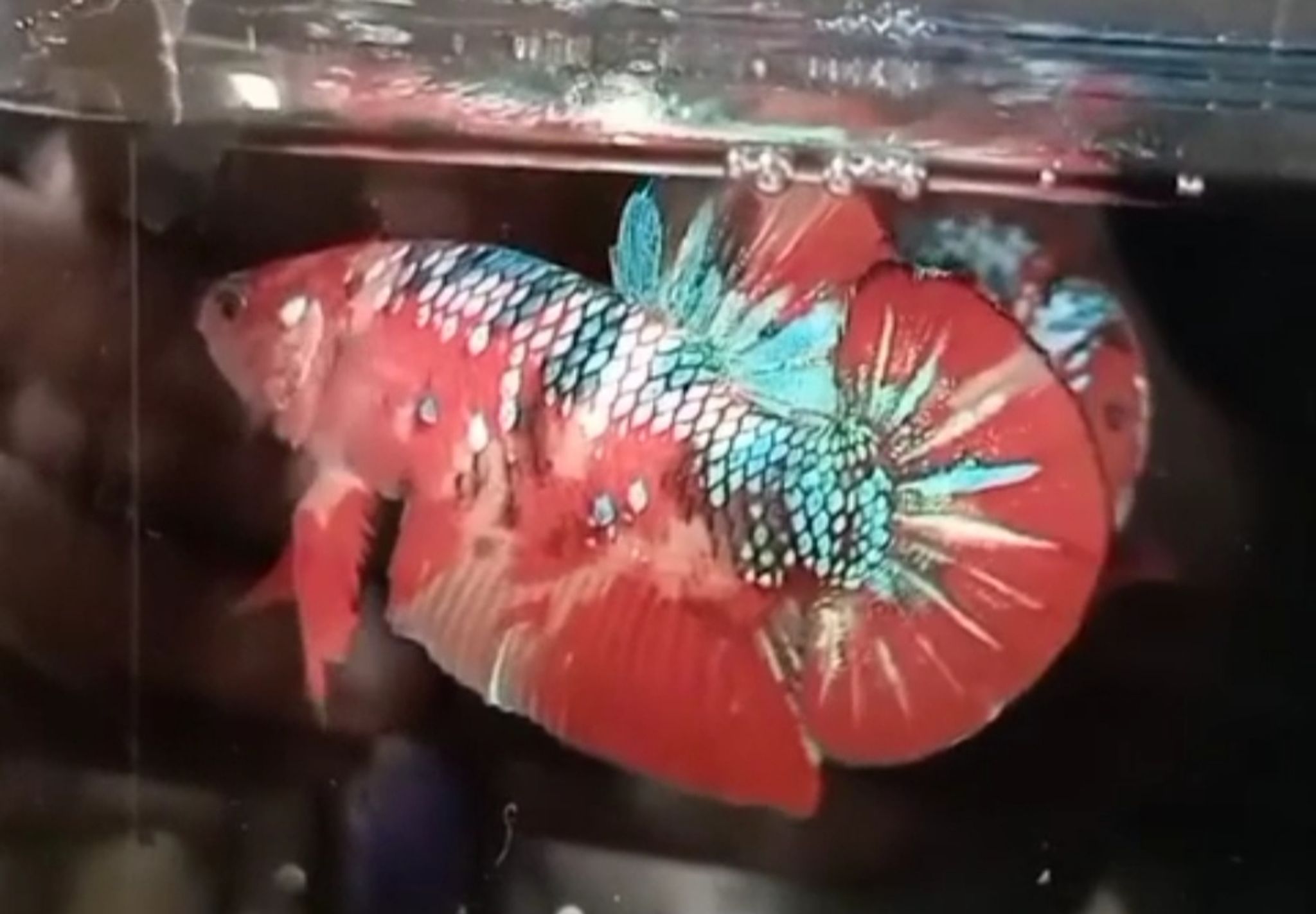 Giant Nemo