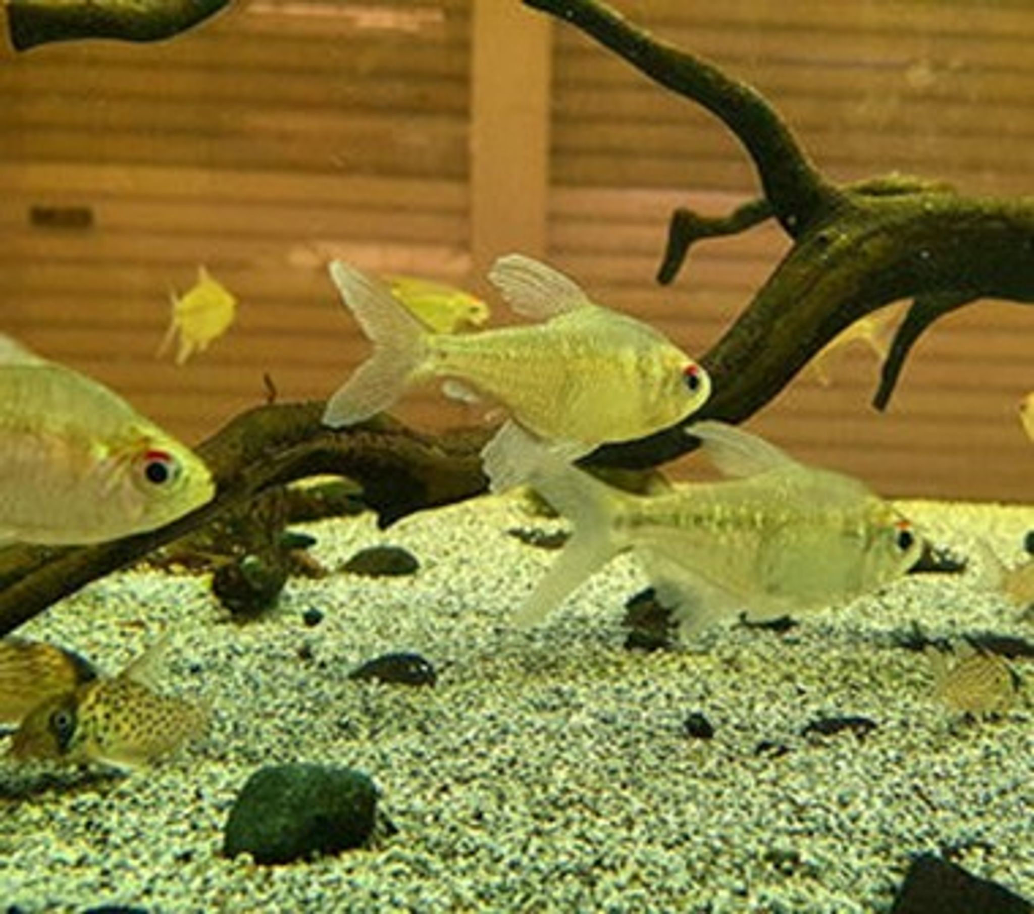 Moenkhausia Pittieri