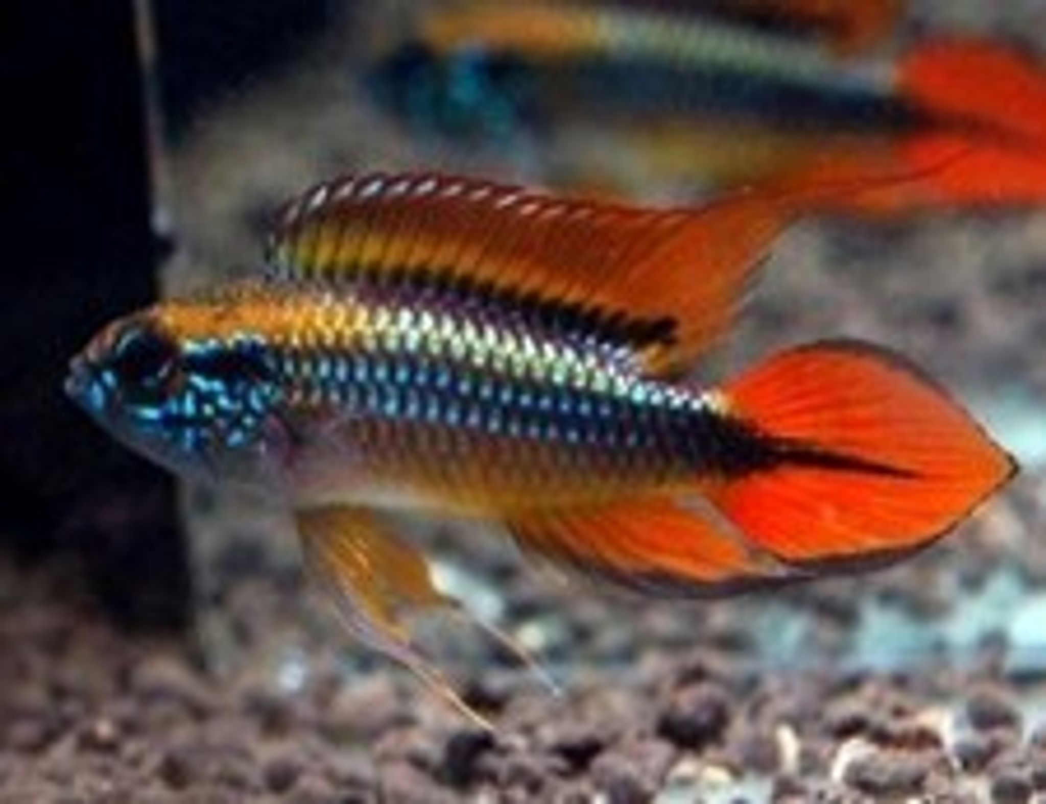 Apistogramma Agassizii