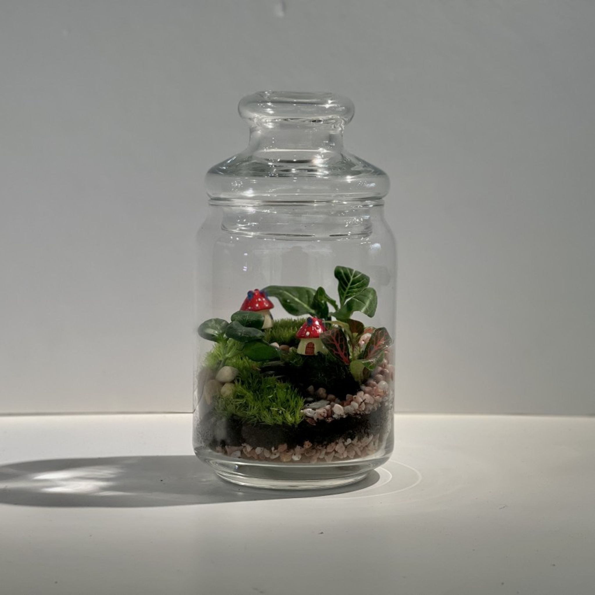 Closed Ornamental Terrarium DIY Kit