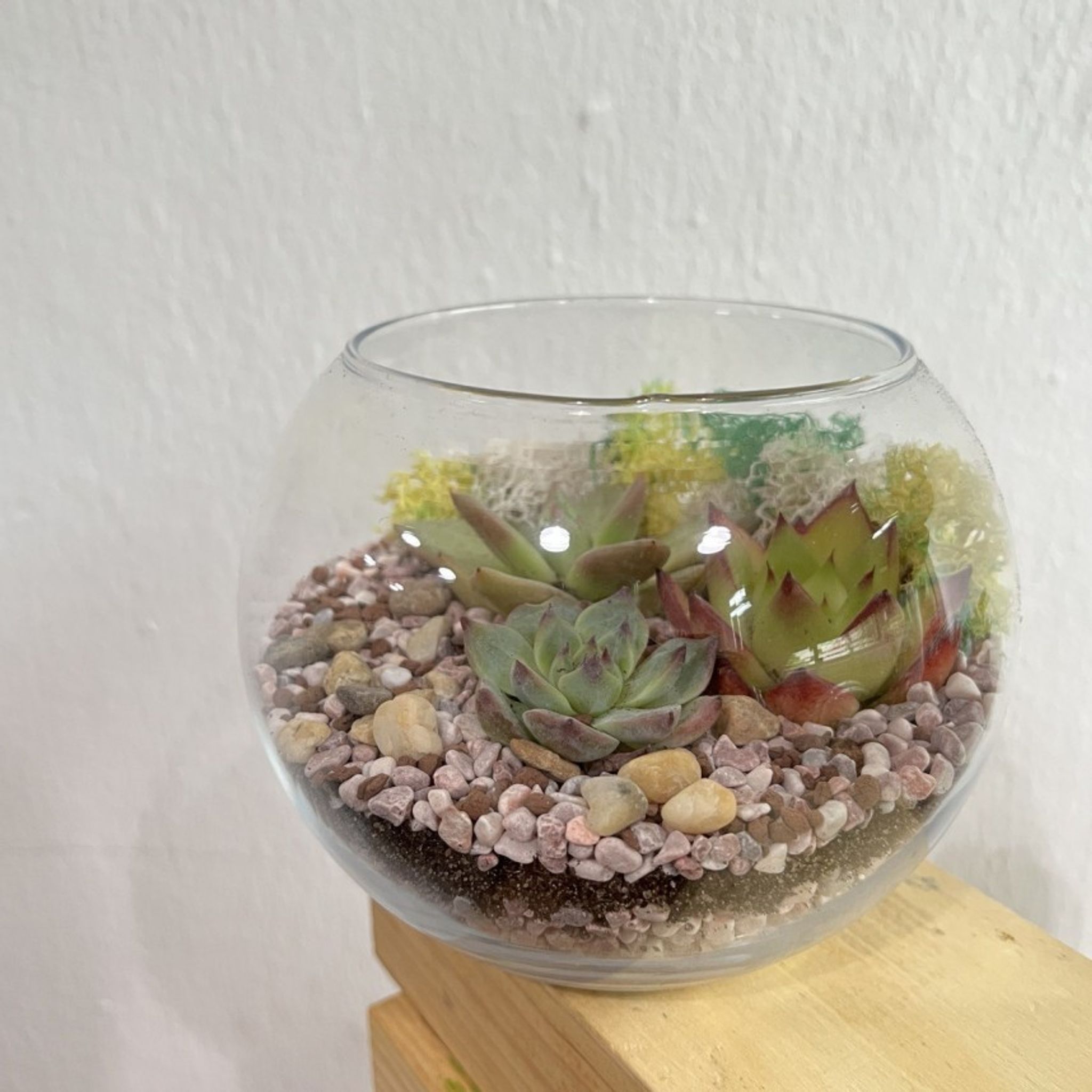 Open Succulent Terrarium DIY Kit