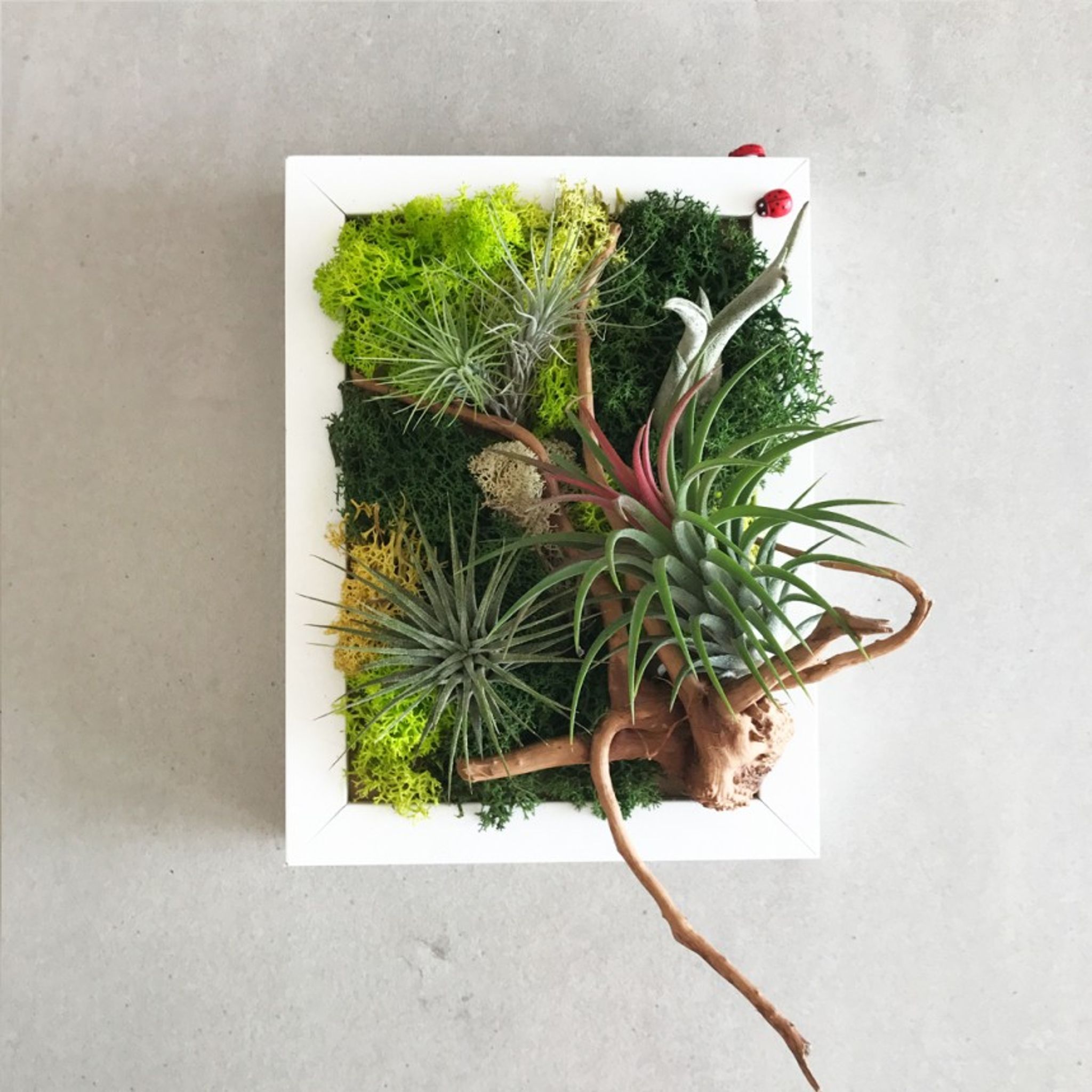 Airplant Greenwall DIY Kit