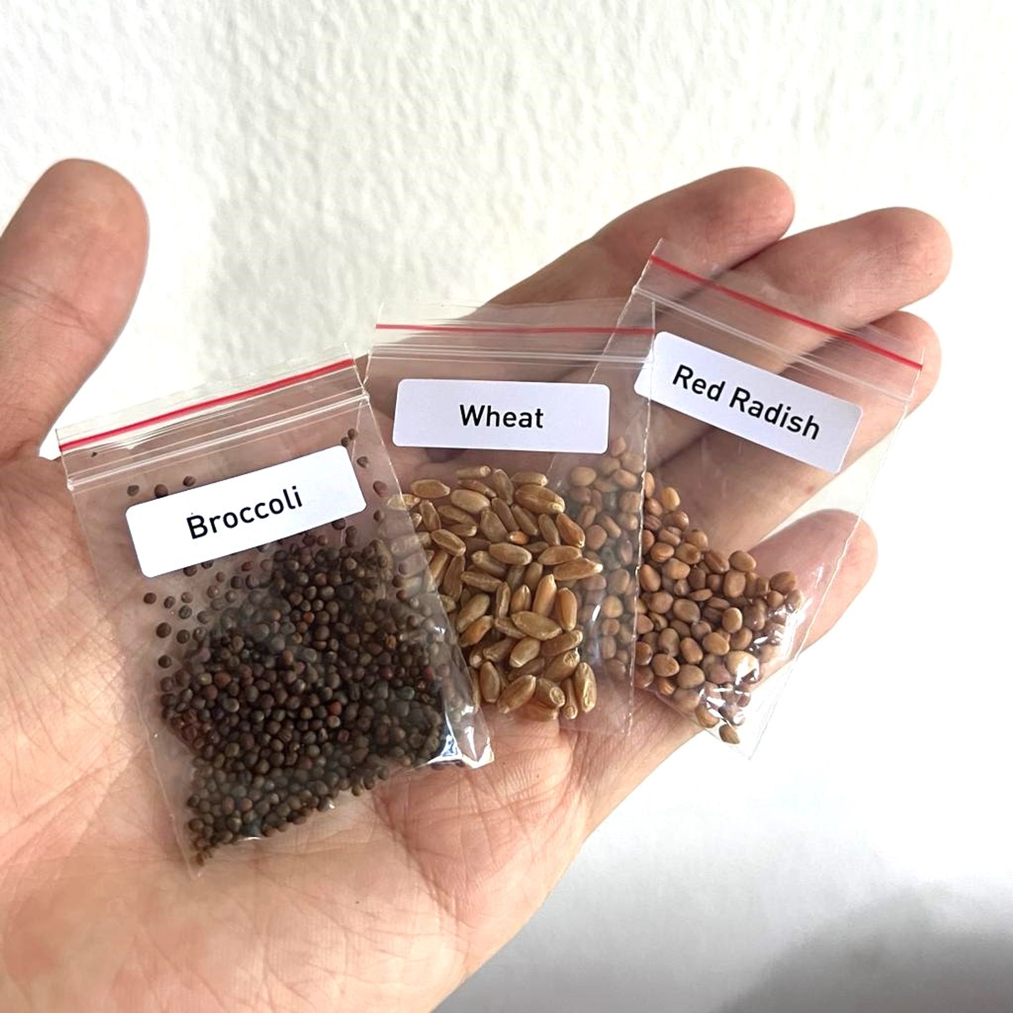 Microgreens DIY Kit