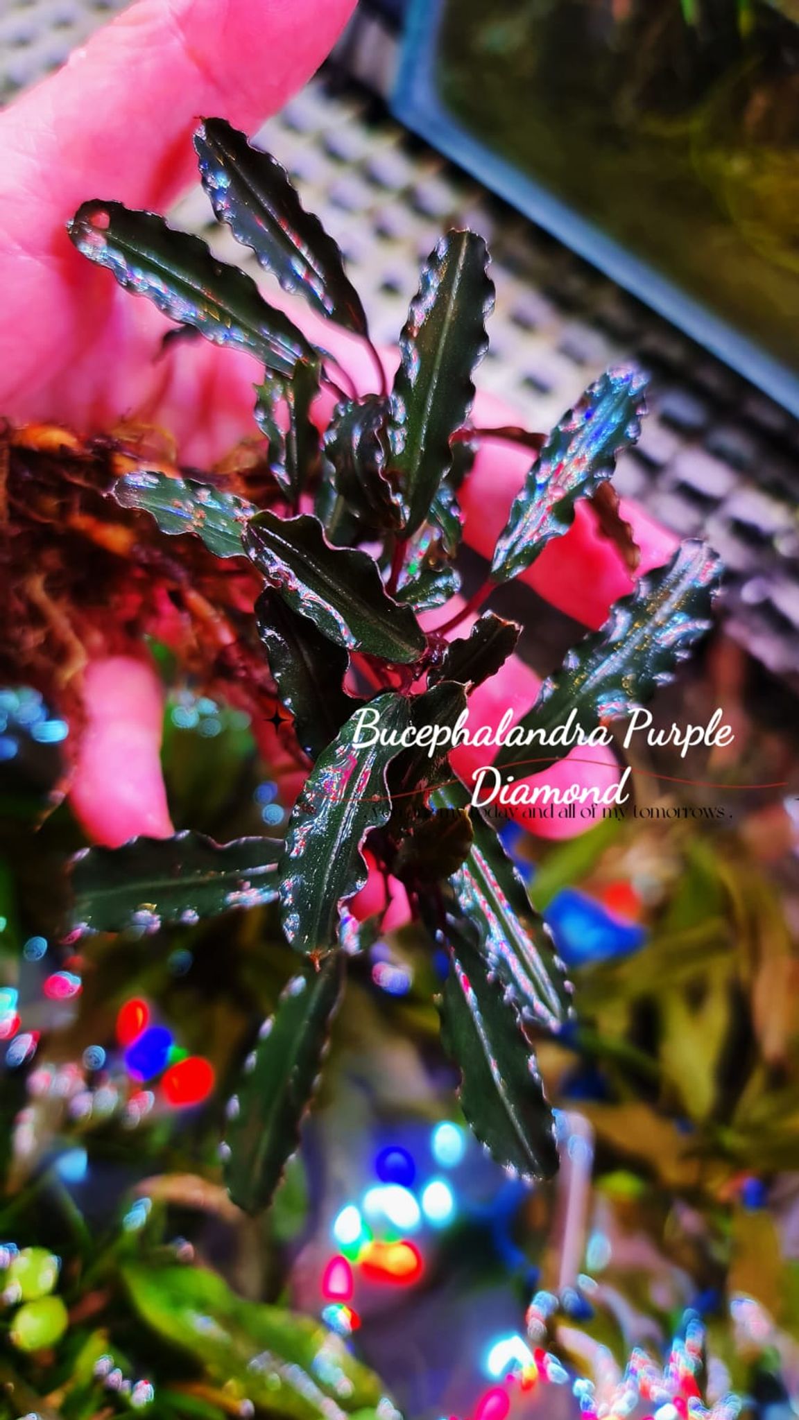 Bucephalandra Purple Diamond (per rhyzome)