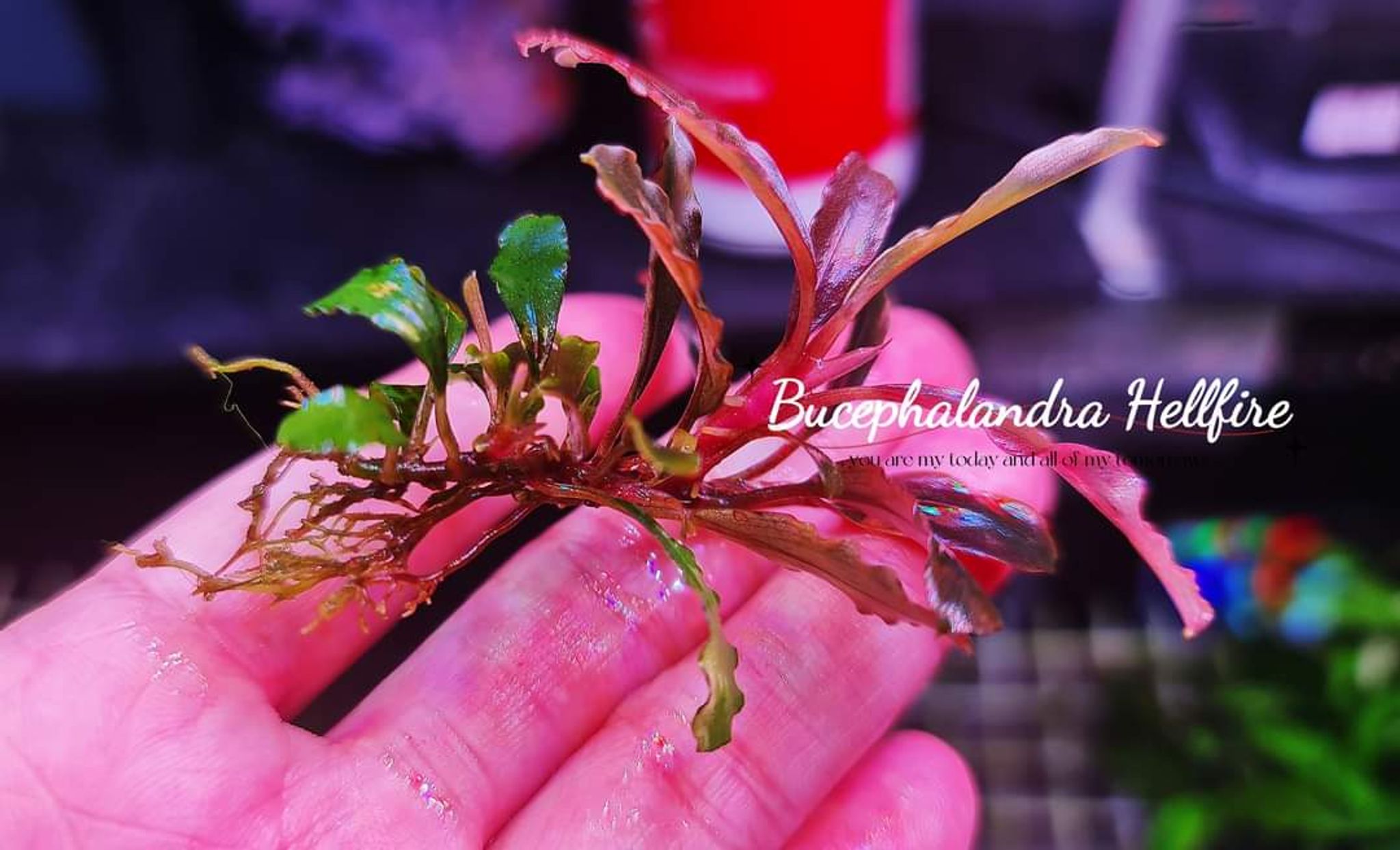 Bucephalandra Hellfire (submersed)