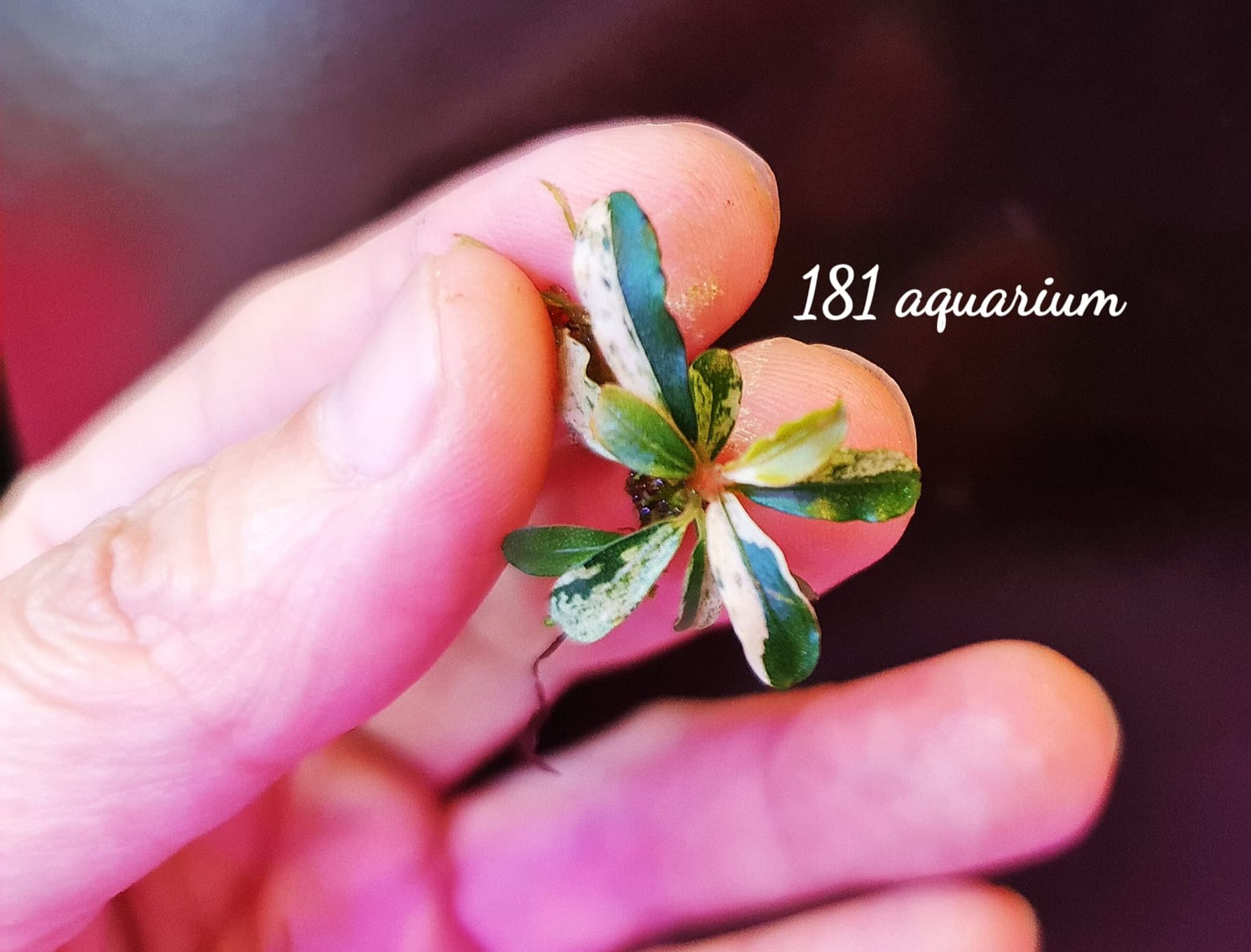 Bucephalandra Varigata Pink (per rhyzome)