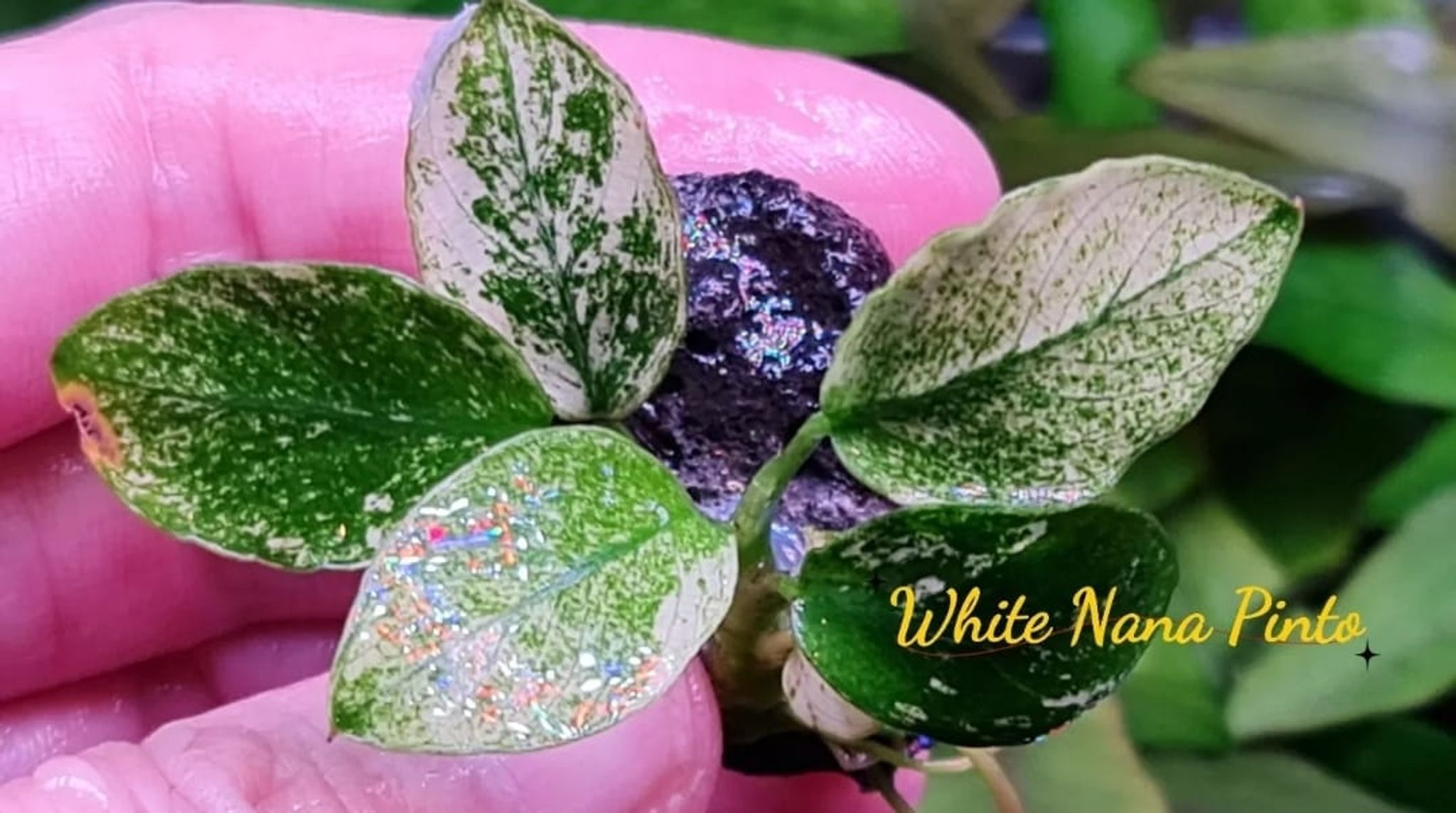 Anubias White Nana Pinto