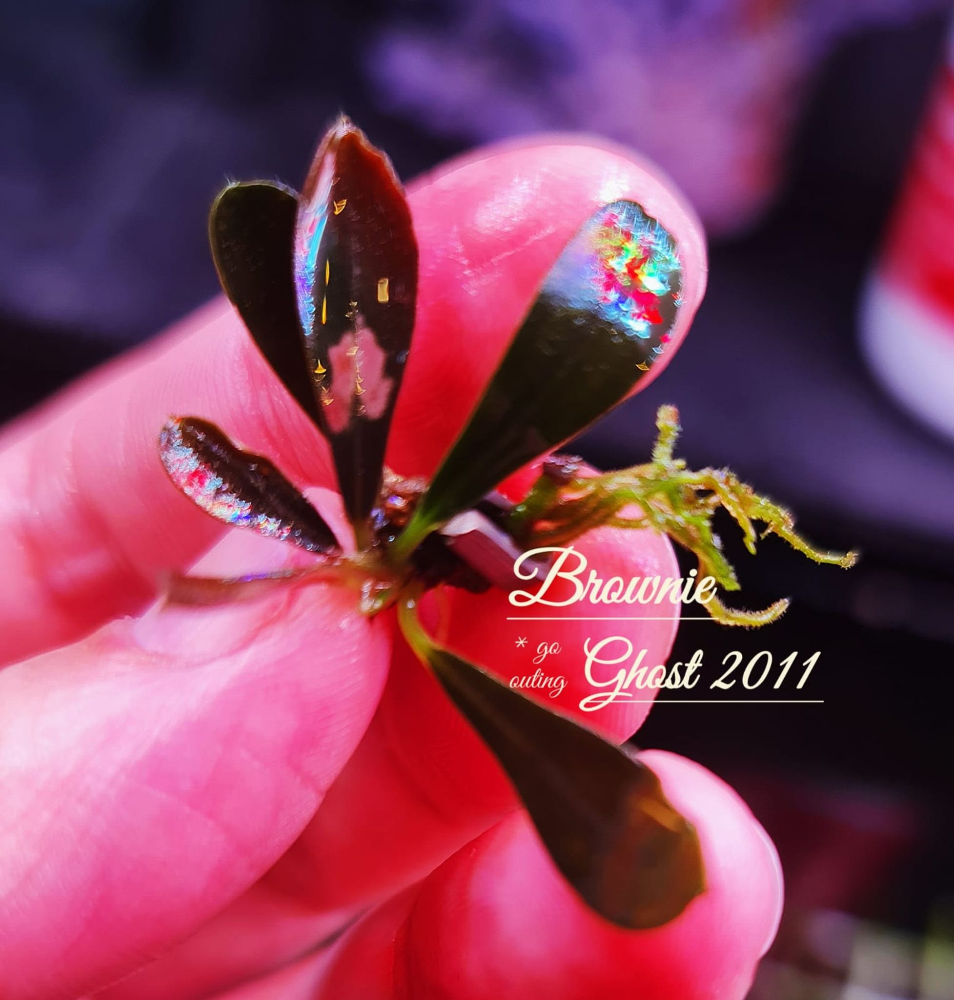 Bucephalandra Brownie Ghost 2011