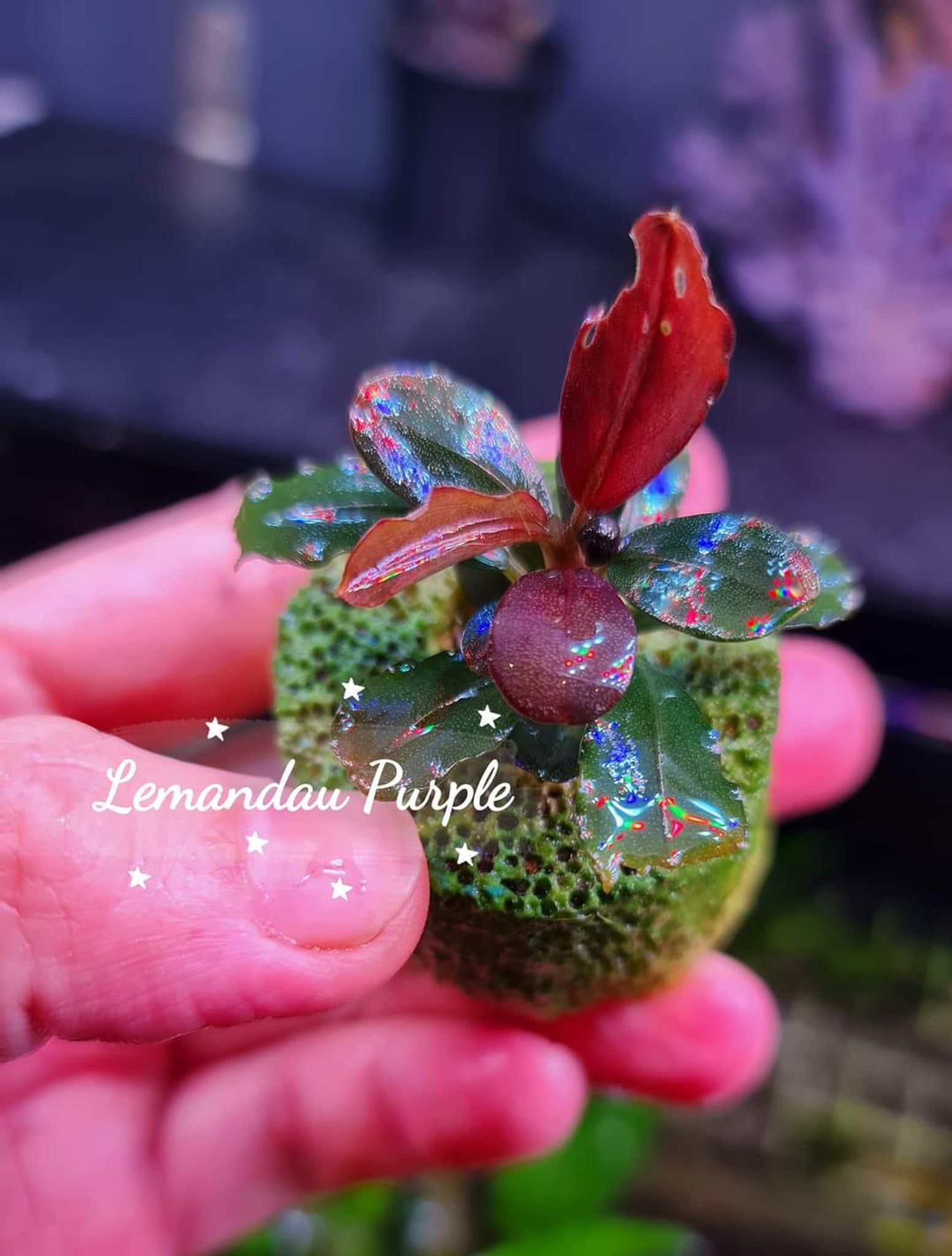 Bucephalandra Lemandau Purple