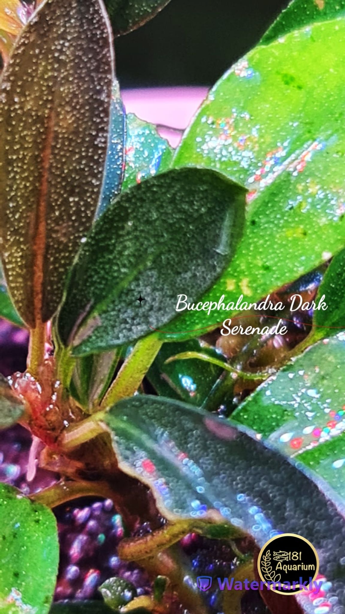 Bucephalandra Dark Serenade (Rhyzome)