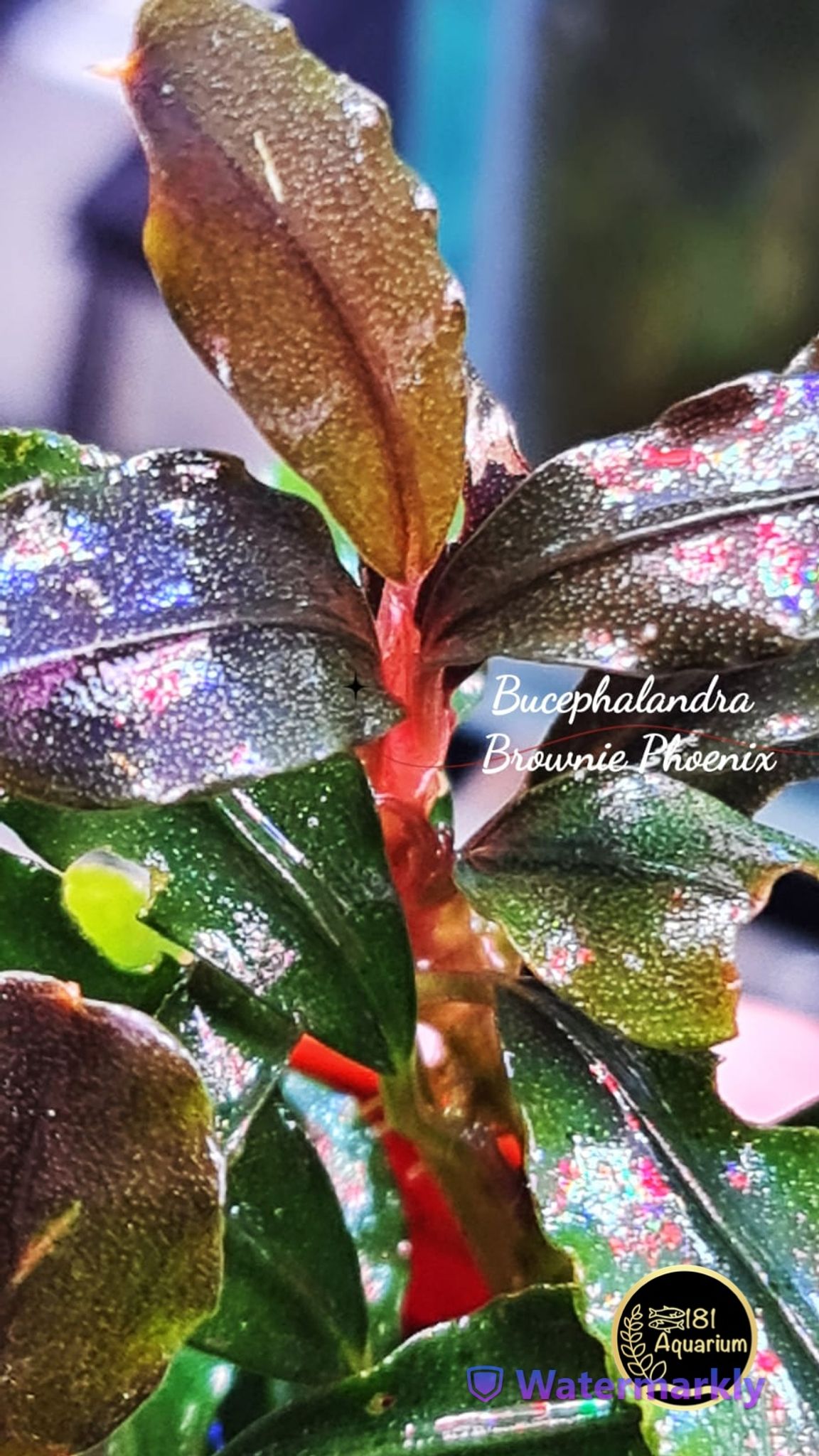Bucephalandra Brownie Phoenix (Rhyzome)