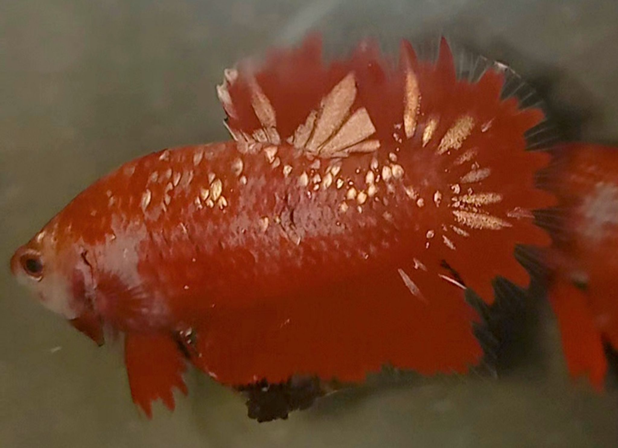 RED GOLD GALAXY