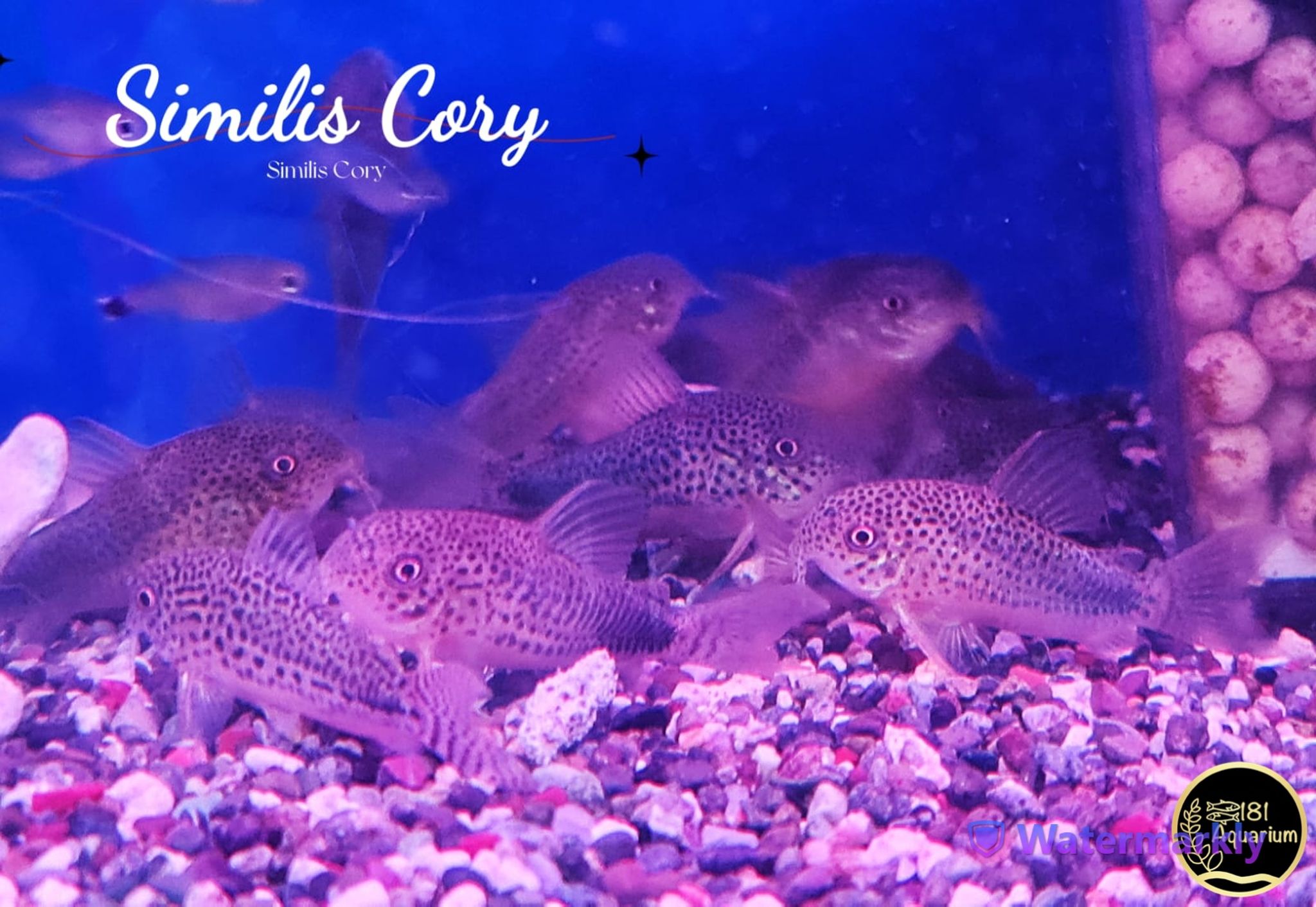 Similis Cory