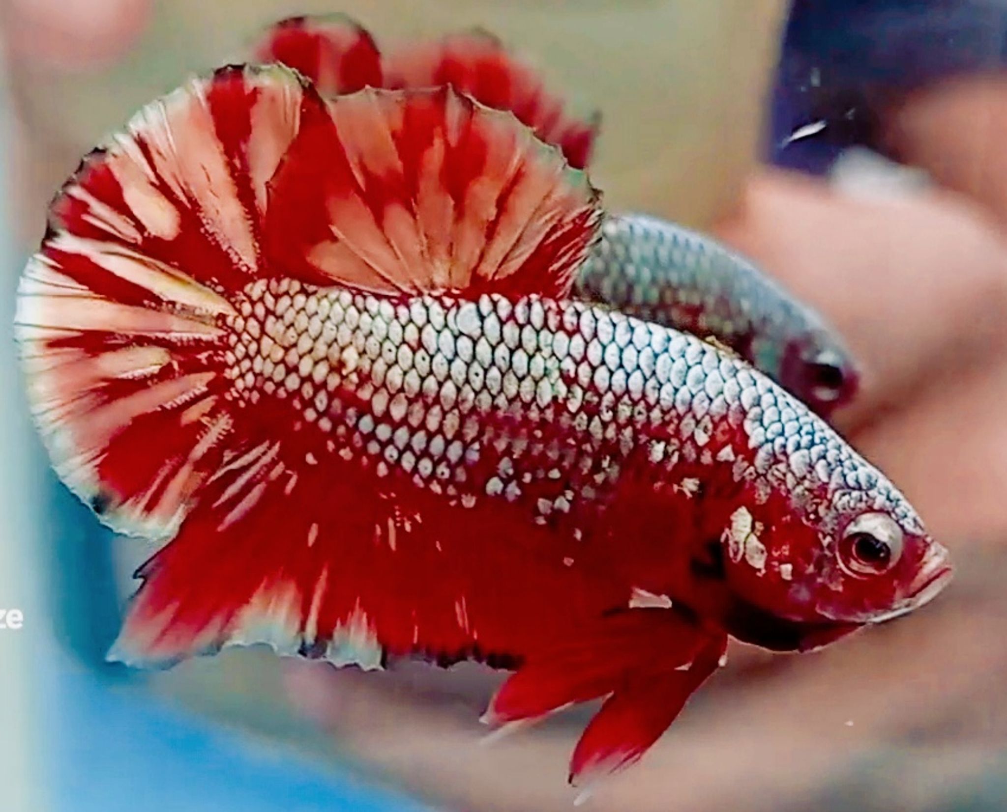 RED GOLD GALAXY