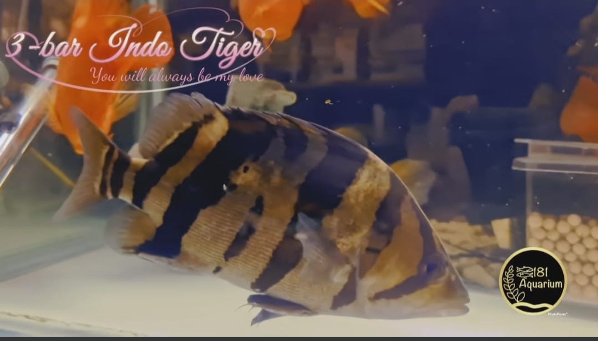 3-Bar Indo Tiger (Size: 8")