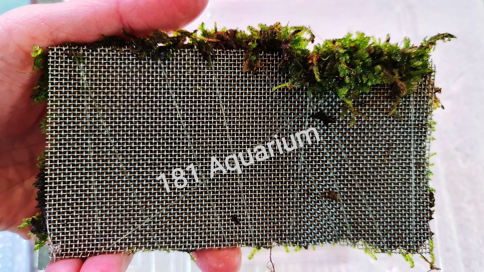 [Live Plants] Christmas Moss on Wire Mesh