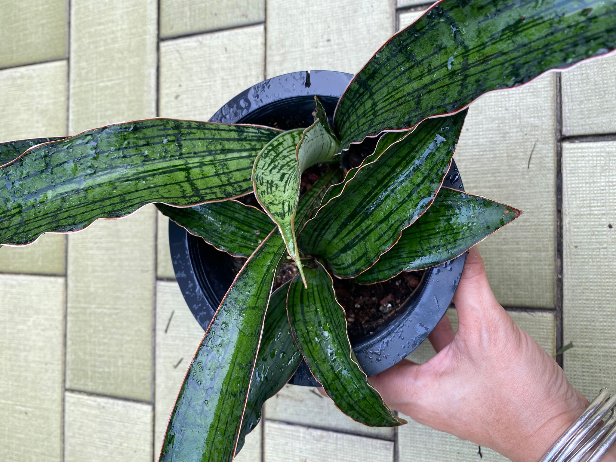 Sansevieria cleopatra (actual plant)