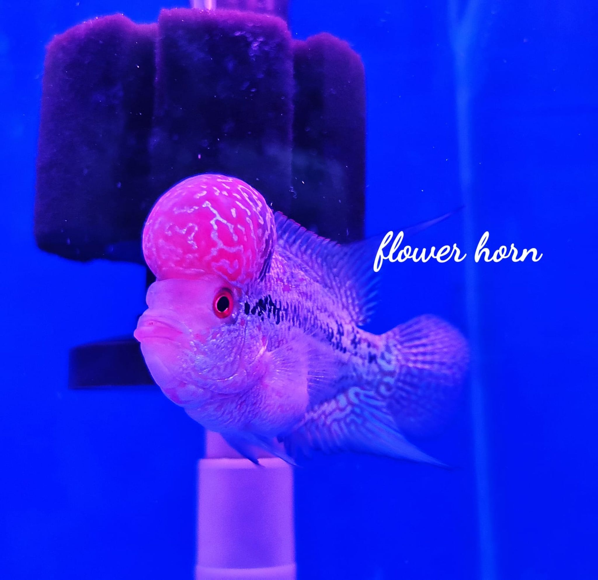 Flower Horn (Luohan)