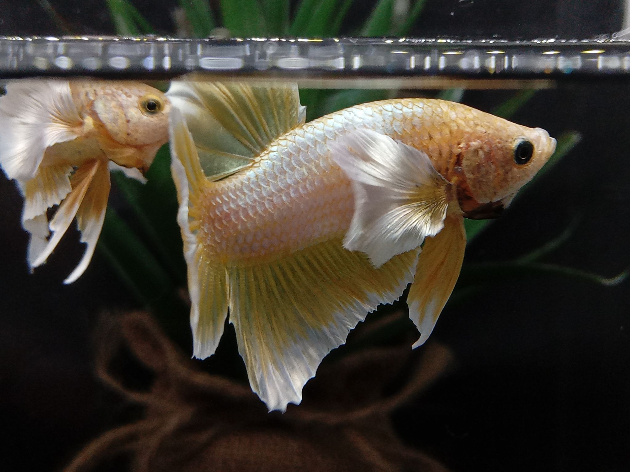 Betta Fish Elephant Dumbo Ear Gold Butterfly