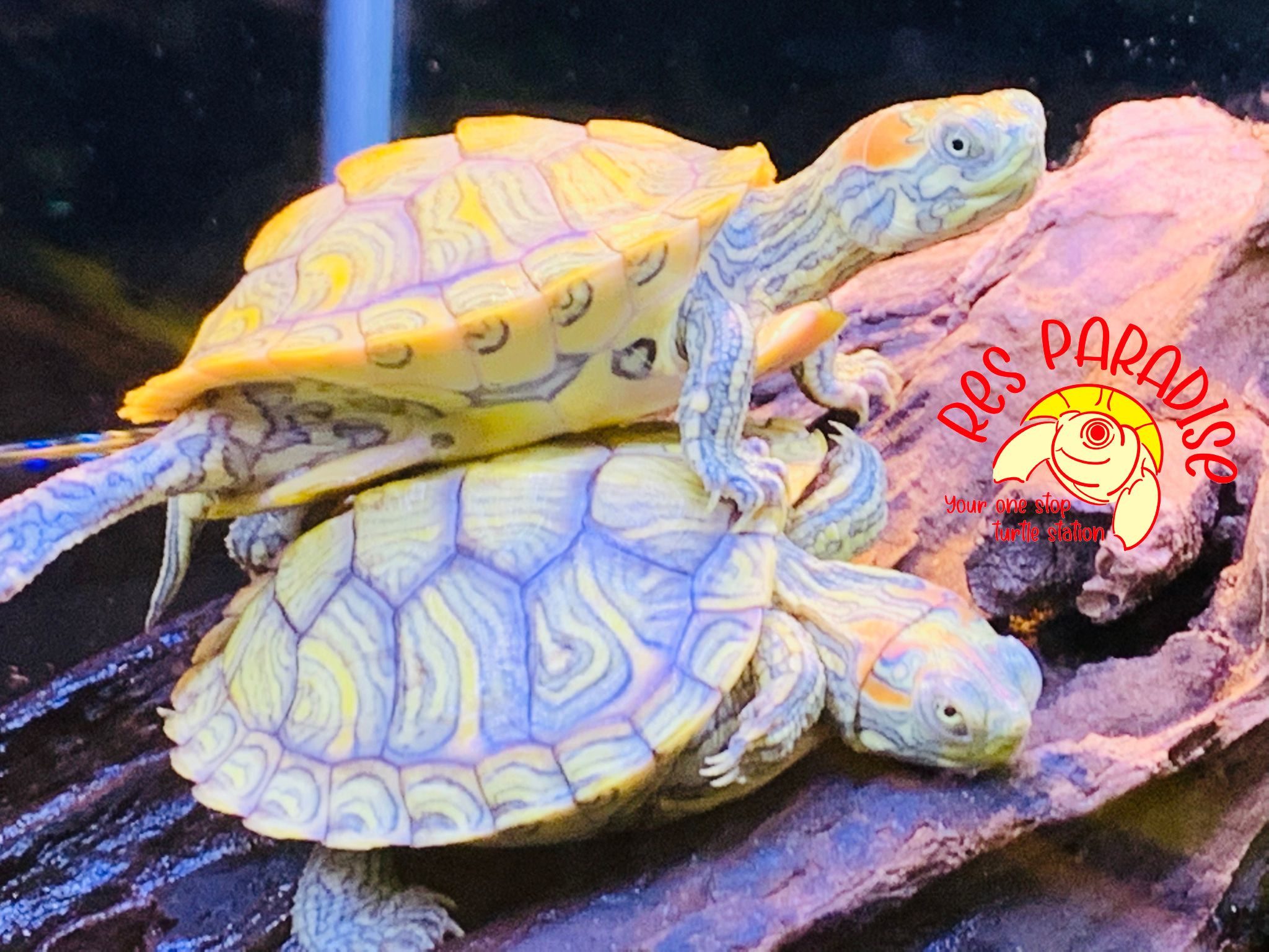 Peacock Pastel Red Eared Slider Turtle