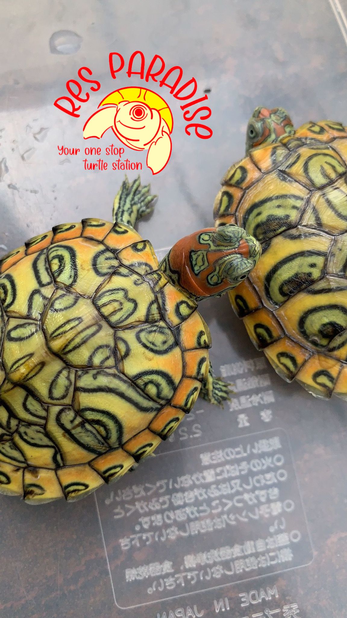 Crayon Pastel Red Eared Slider Turtles