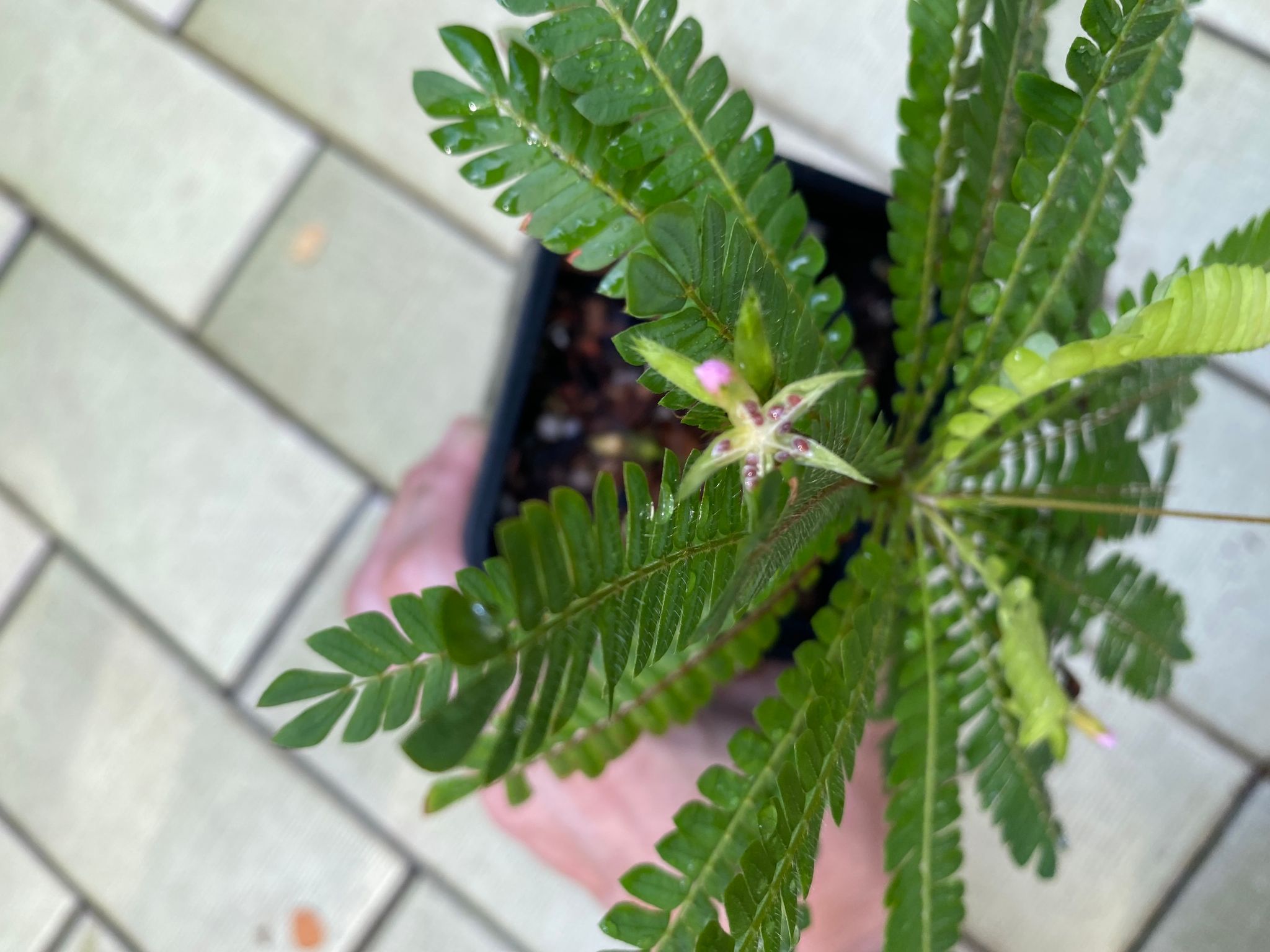 Little tree plant Biophytum sensitivum terrarium