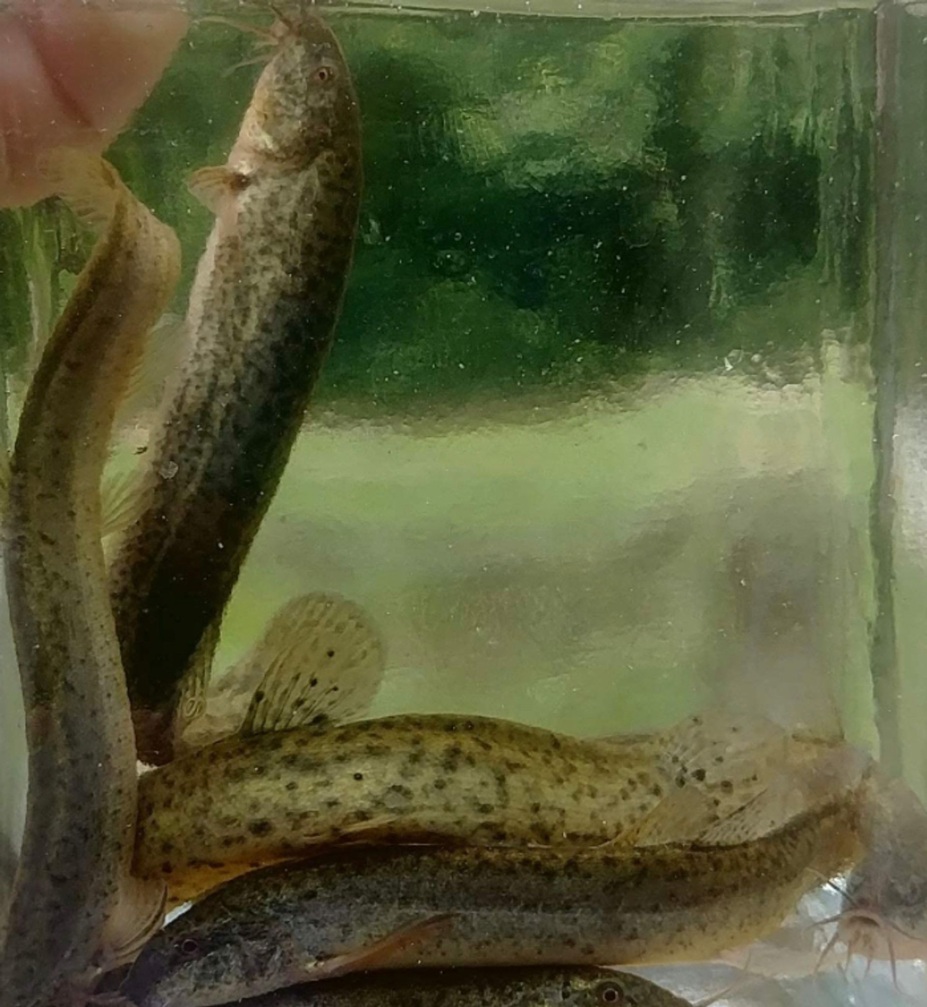 Weather loach (between 3-4 inch)