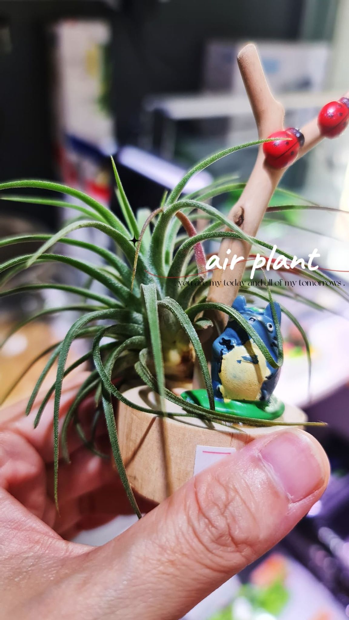 Air Plants on Ornaments