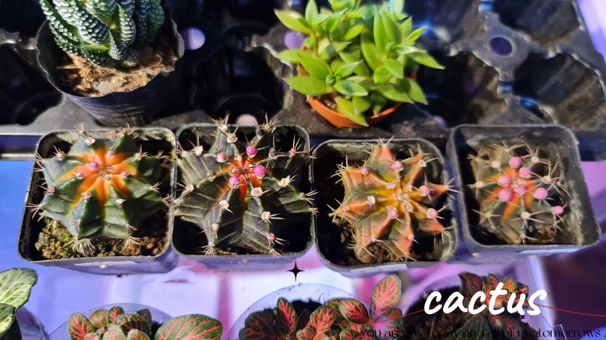 Cactus