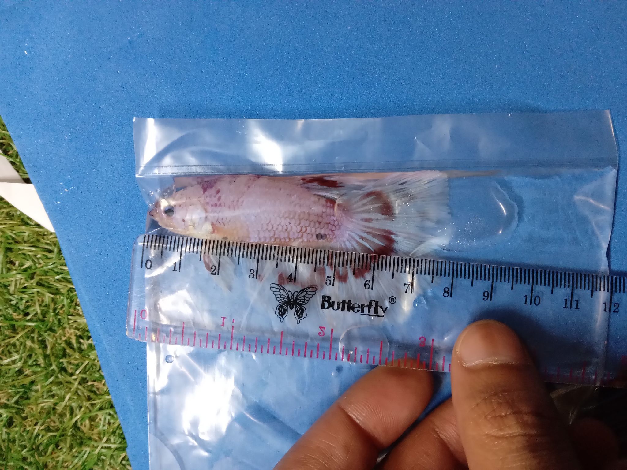 Giant Halfmoon Snow White Candy Purple Lips Monster Betta Fish BO5,2cm TL8cm