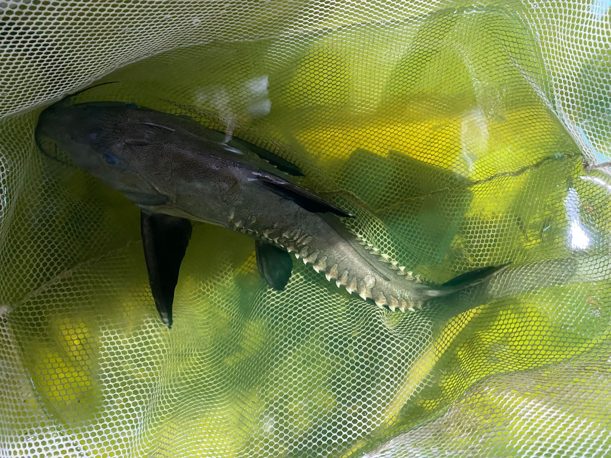 Niger catfish (between 14-15 inch)