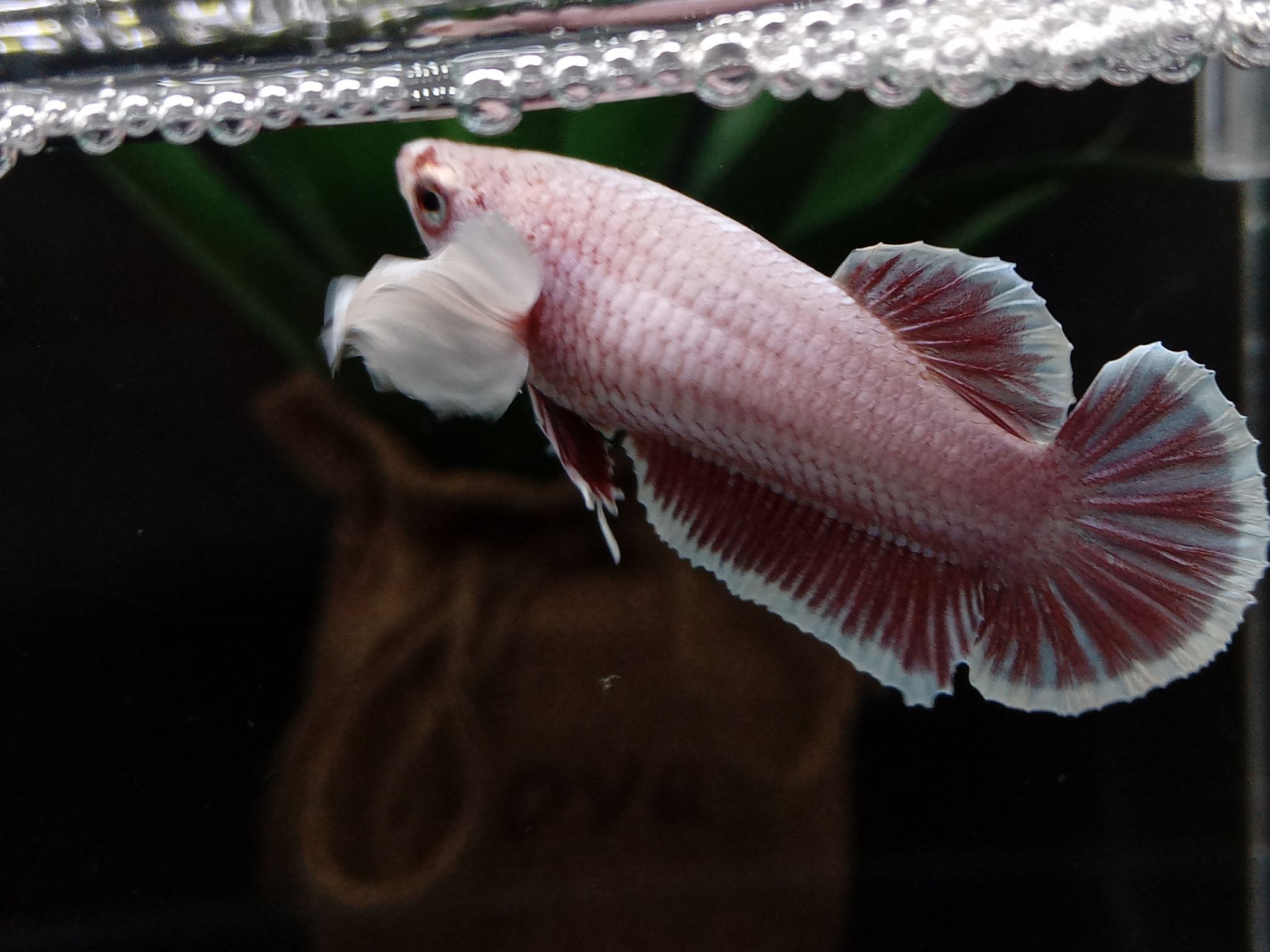 Female Dumbo Elephant Ear Betta Fish Full Egg