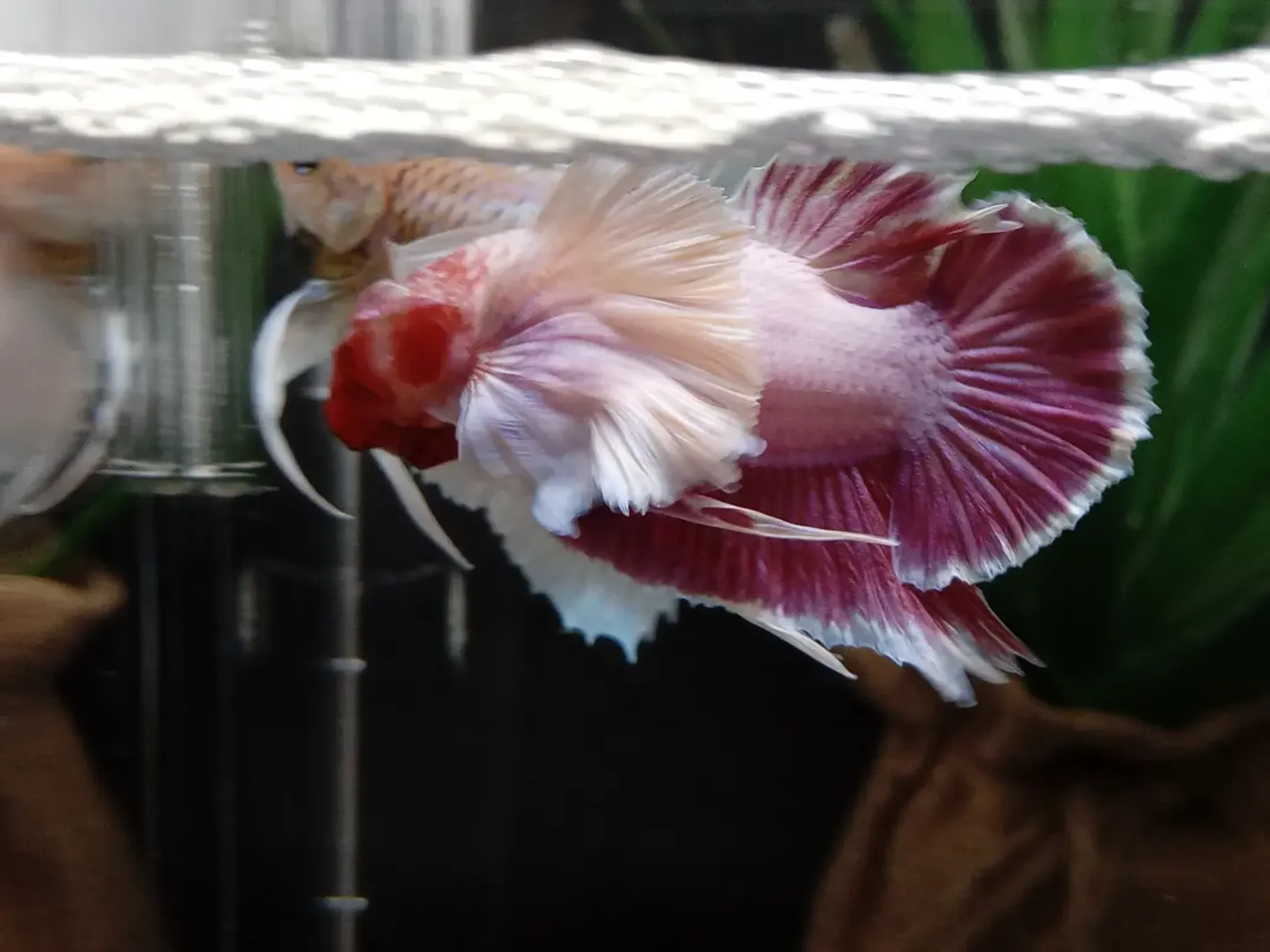 Dumbo Ear Betta Elephant Ear Lavender Pink Big Pectoral