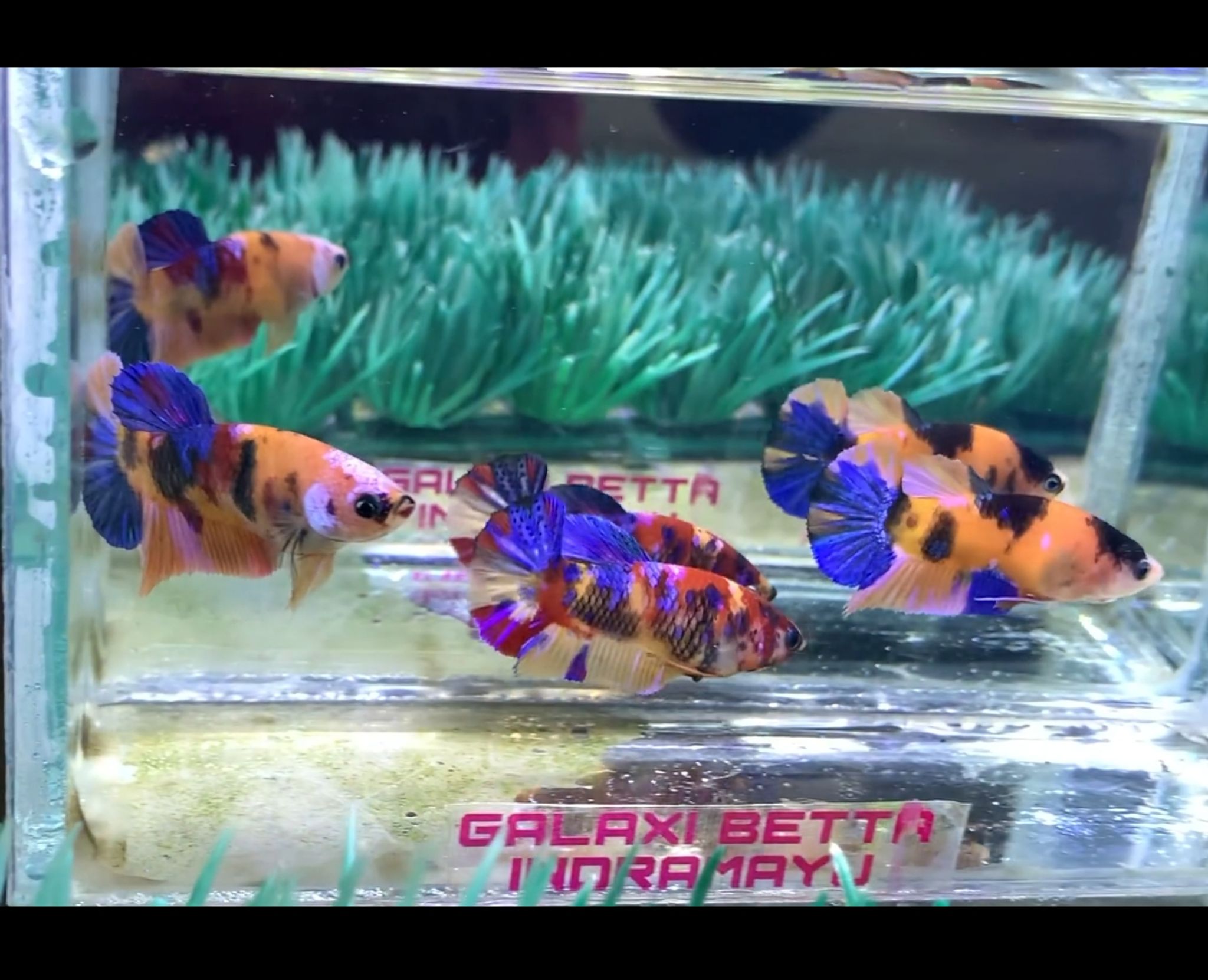 Betta Plakat Multicolour