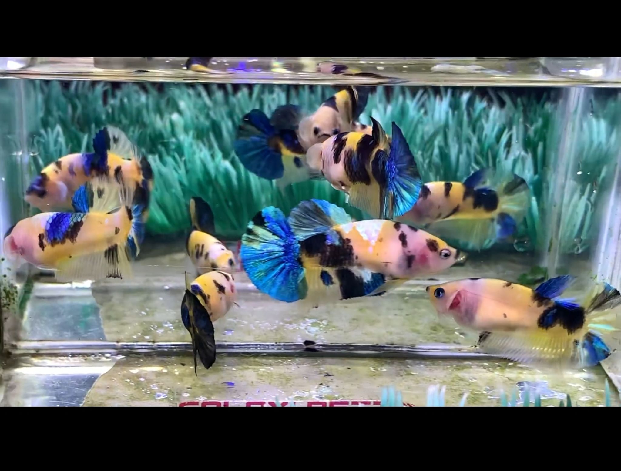 Betta Plakat Yellow koi Multi/Galaxi