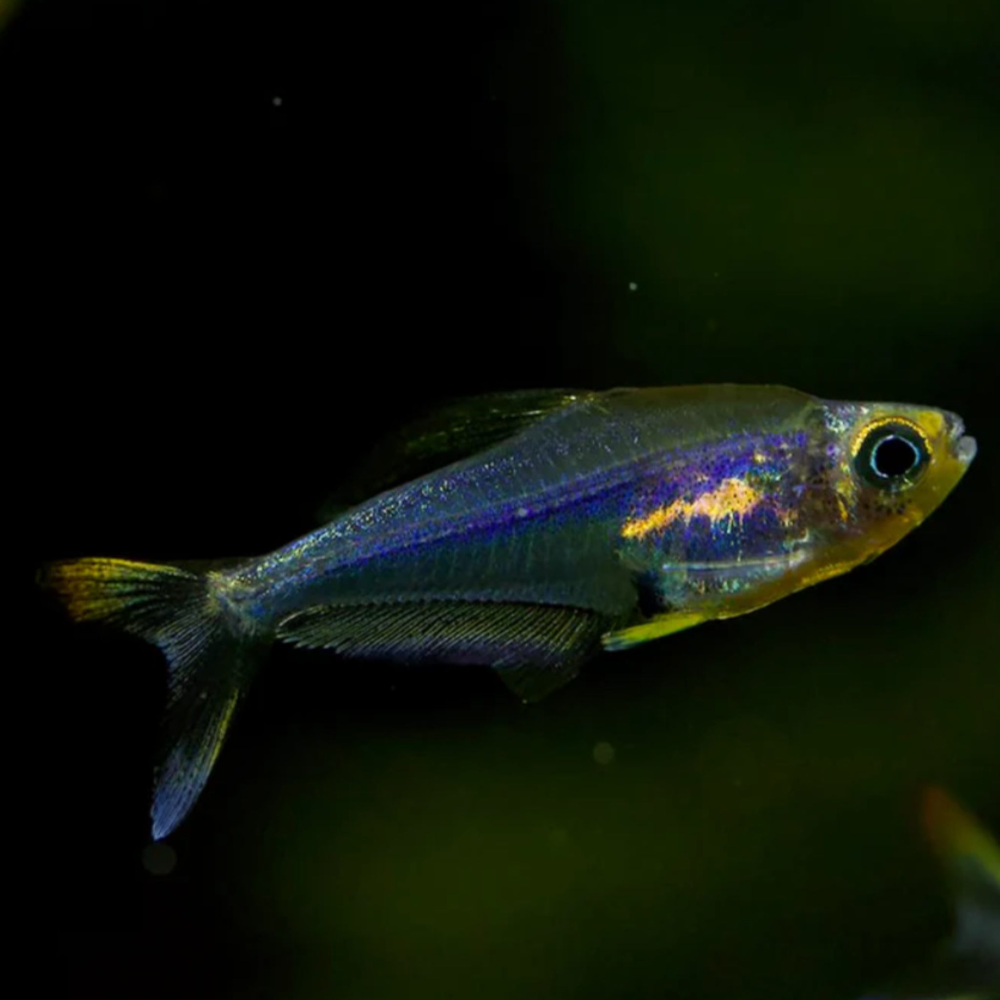 Trochilocharax Ornatus