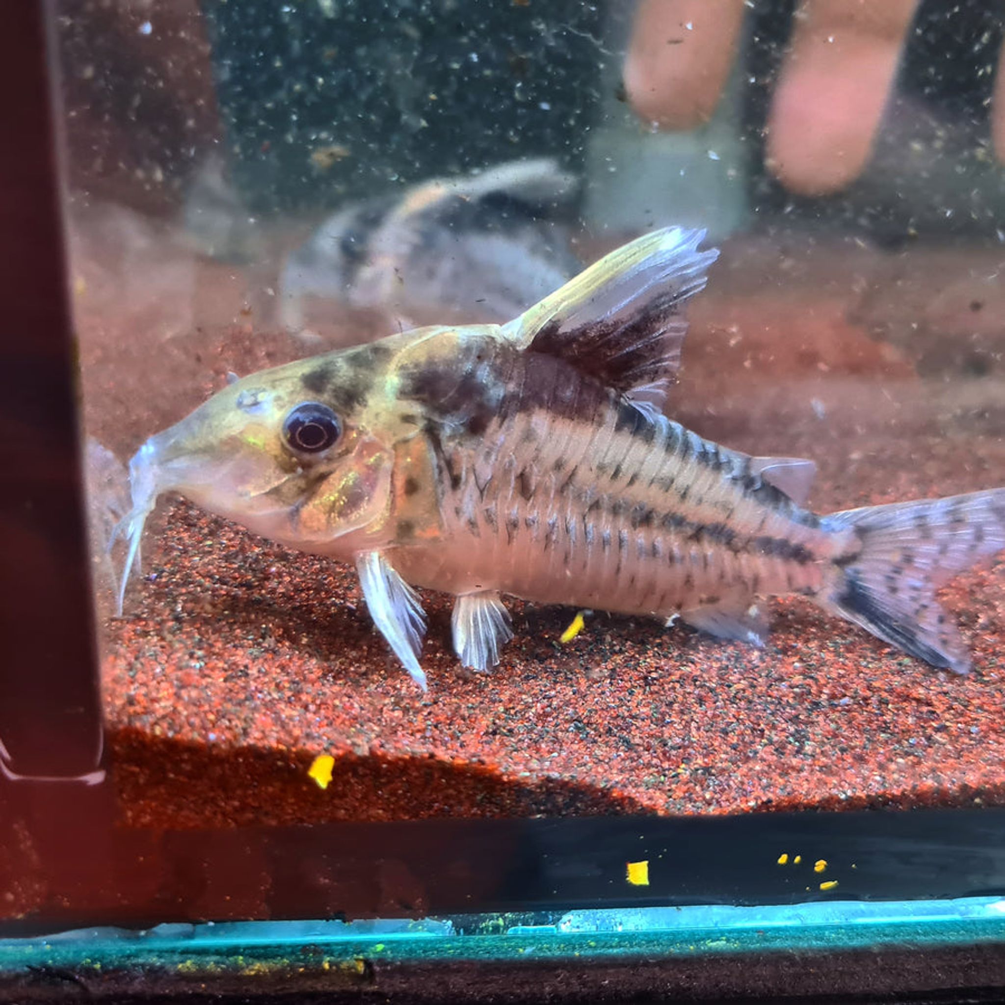Corydoras Robustus