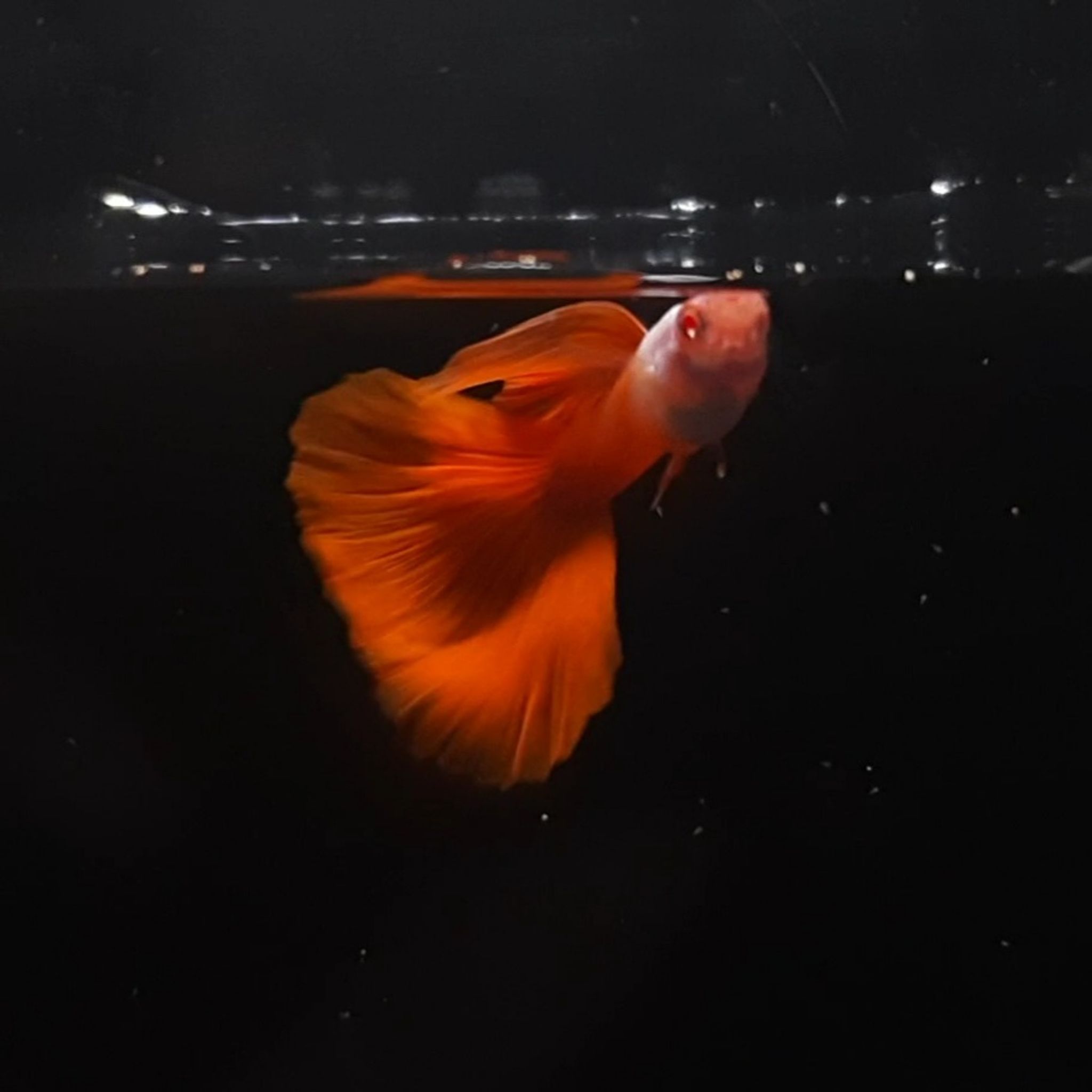 Guppy Albino Platinum Halfred