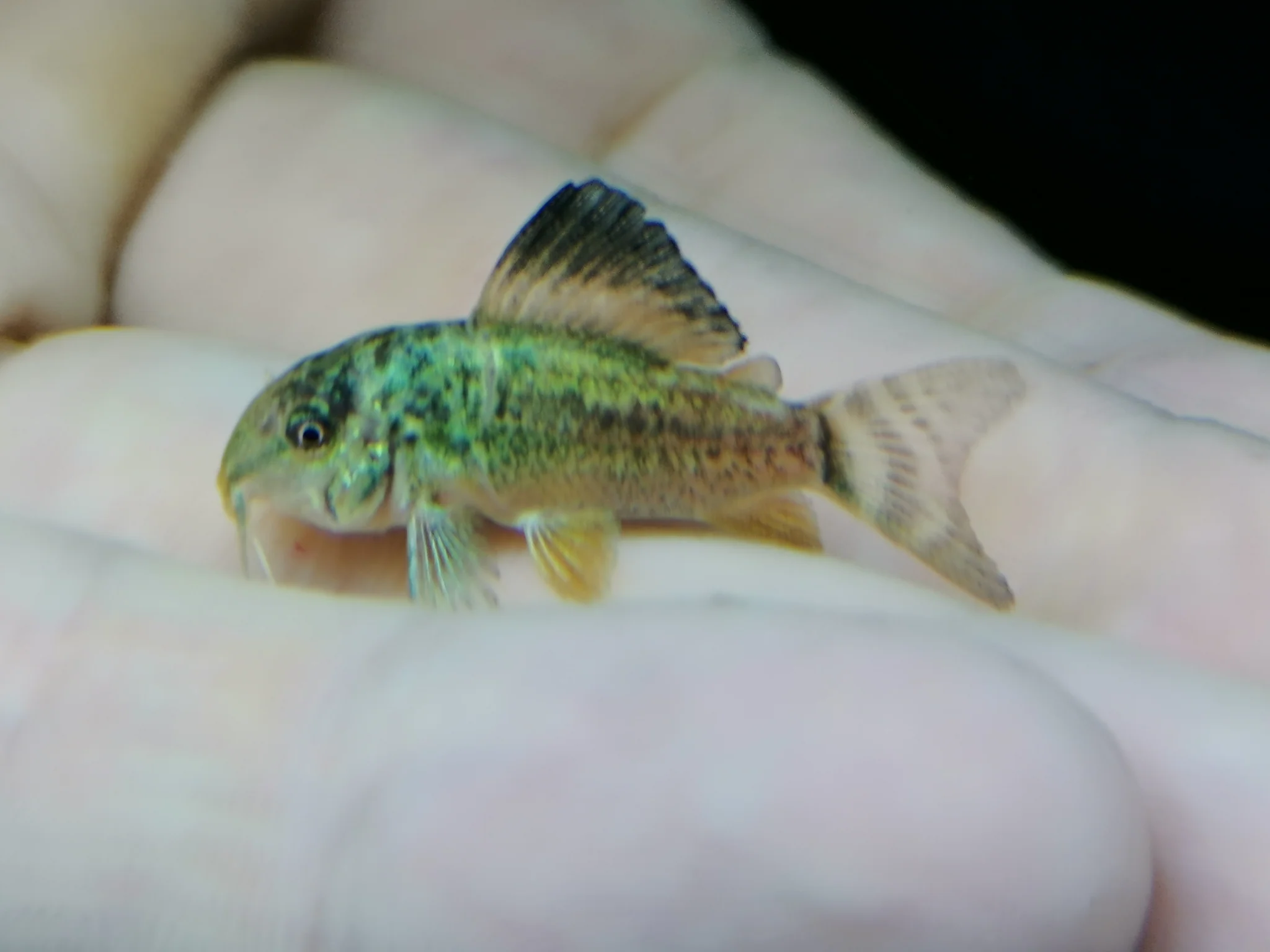 Corydoras Emerald Green 2.5-3cm
